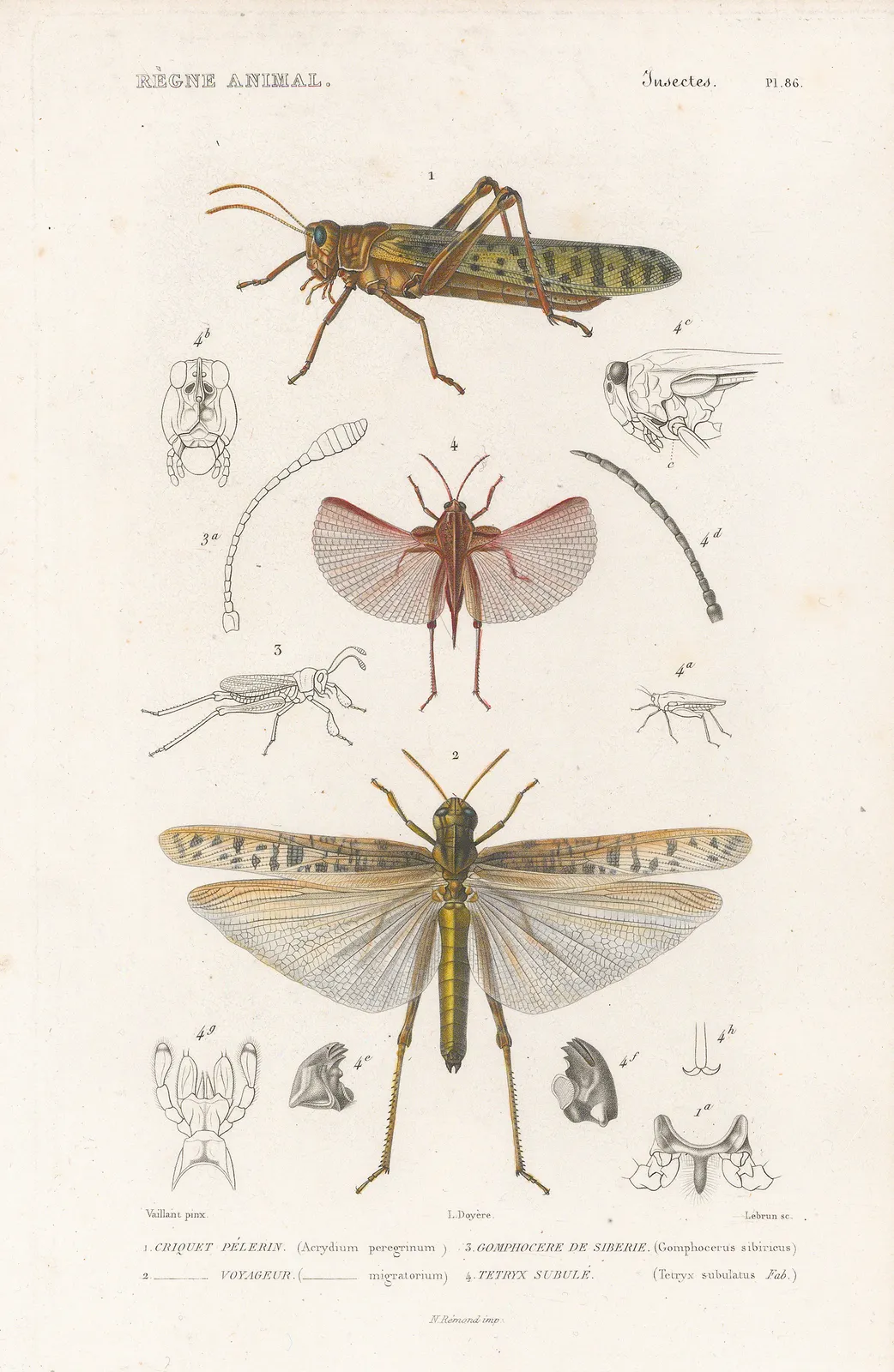 Baron Georges Cuvier, Grasshoppers and Locusts, 1849