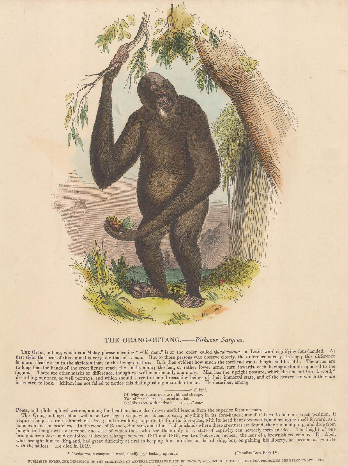 Society for Promoting Christian Knowledge (SPCK), Orangutan, 1860 c.