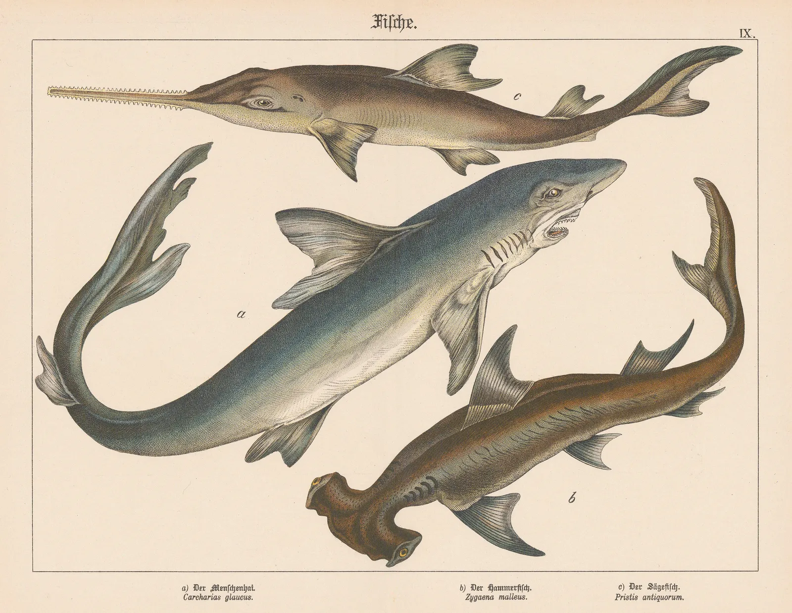 Gotthilf von Schubert, Sharks, 1886