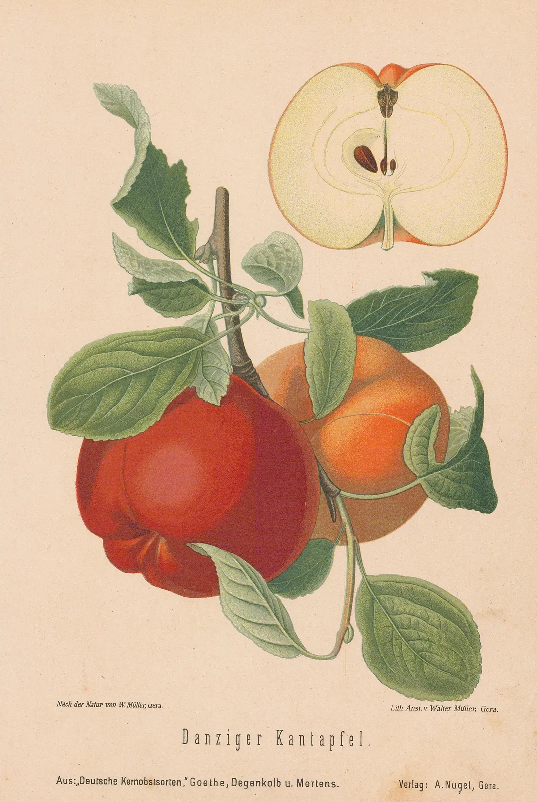 Rudolph Goethe, Apple - Danzig apple, 1885