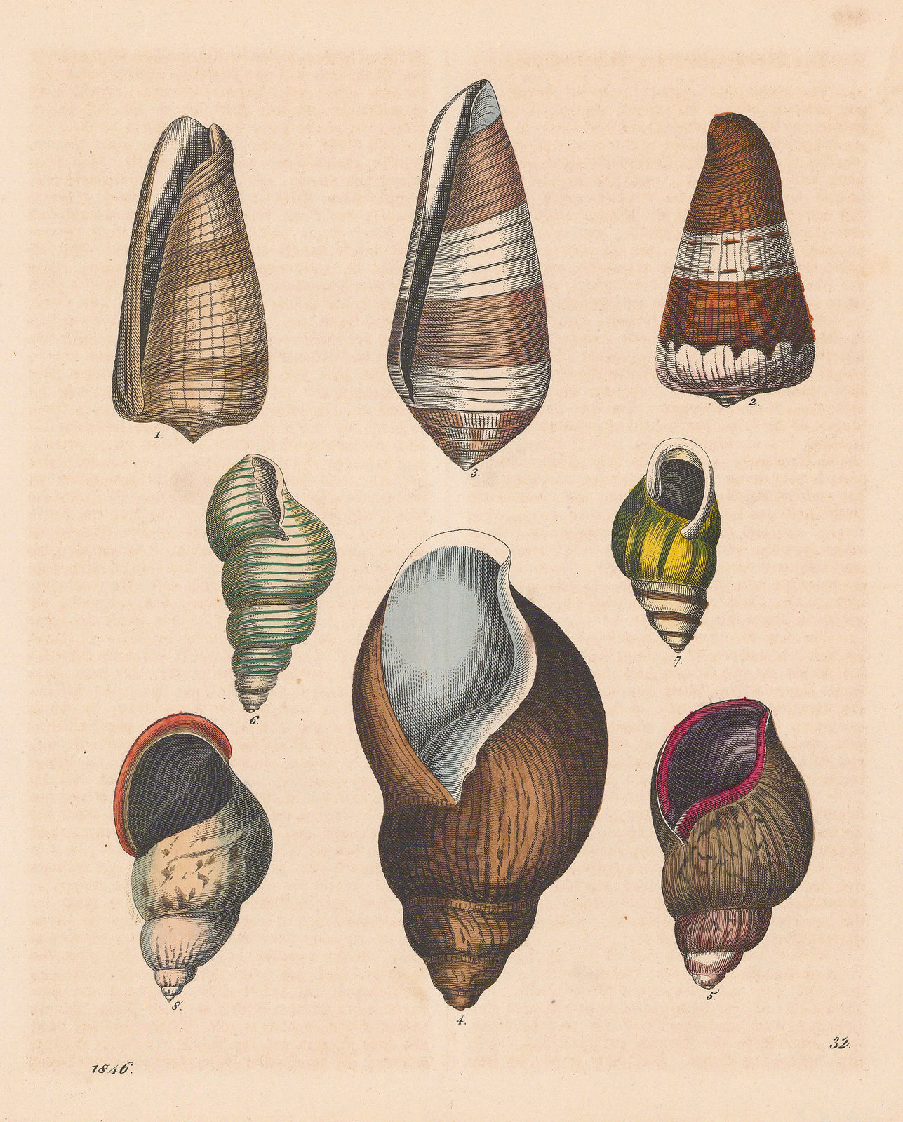 Carl Hoffmann, Shells - Sea and Land Snail Shells, 1846