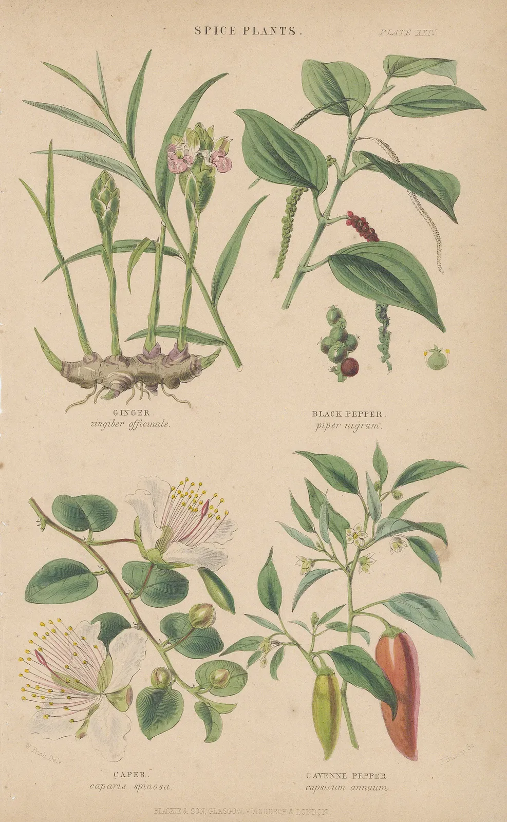 William Rhind, Spices, 1855
