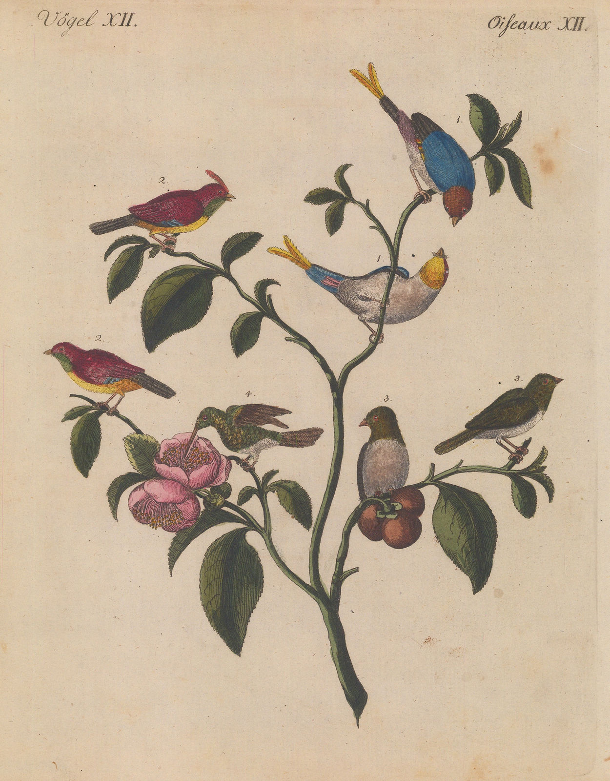 Friedrich Justin Bertuch, Sparrow - Chinese Dwarf Sparrows and Bee Hummingbird, 1798