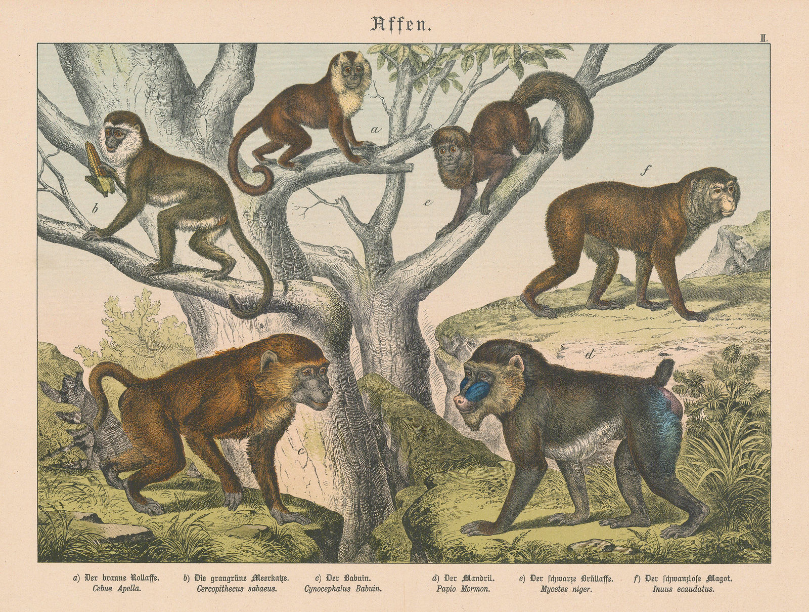 Gotthilf von Schubert, Monkeys, 1890