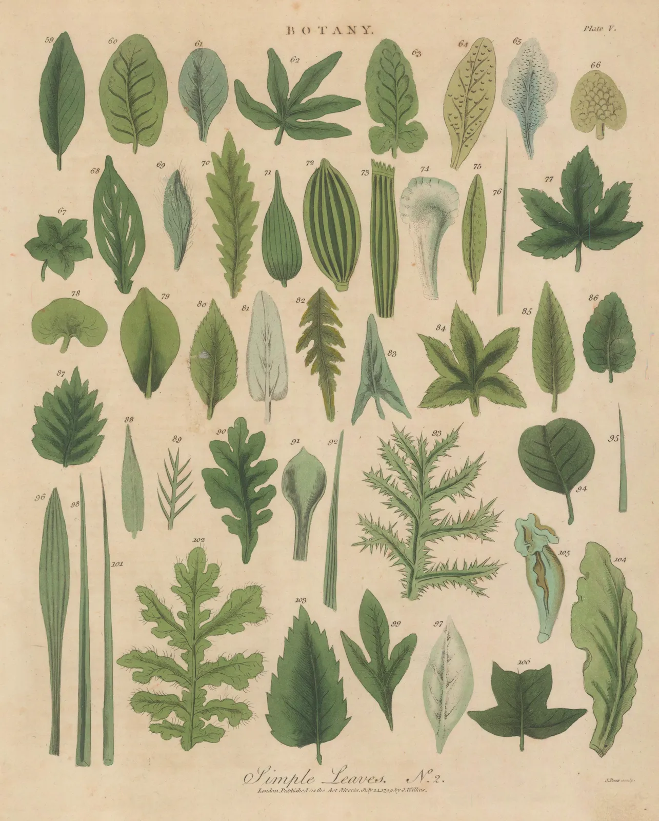 John Wilkes, Botany - Simple Leaves, 1810