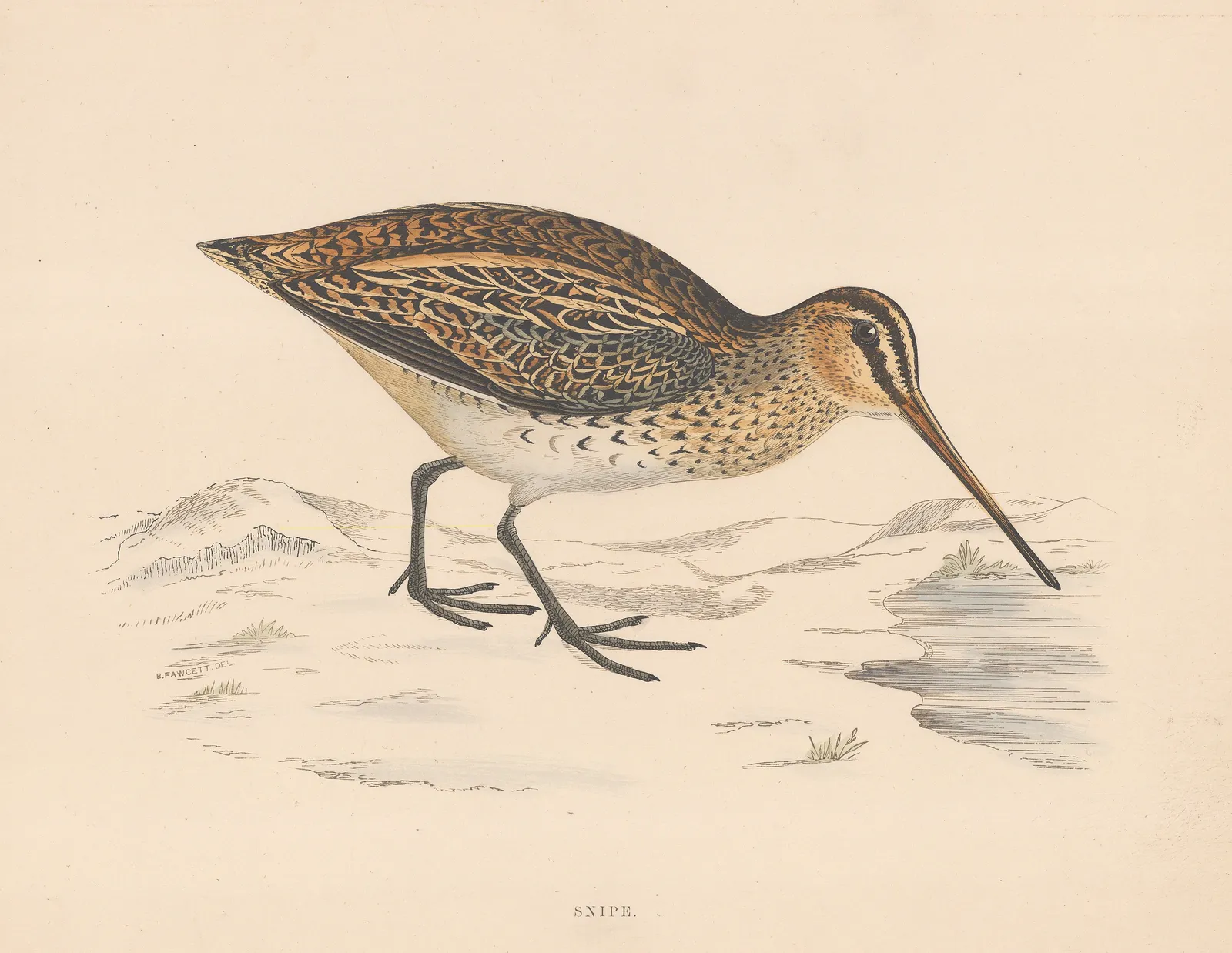 Beverly Morris, Shooting - Snipe, 1869