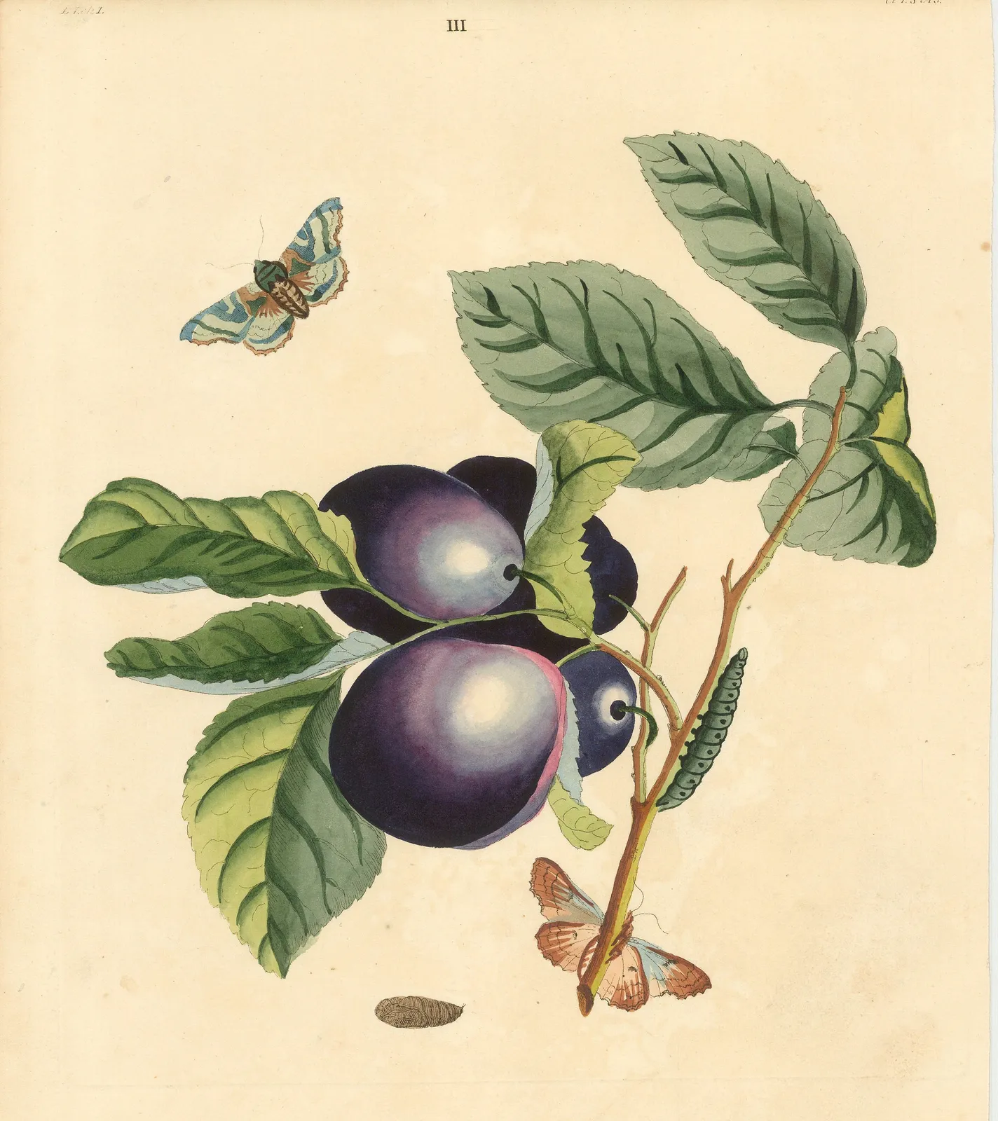 Benjamin Wilkes, Plum - Great Mogul Plum, 1773