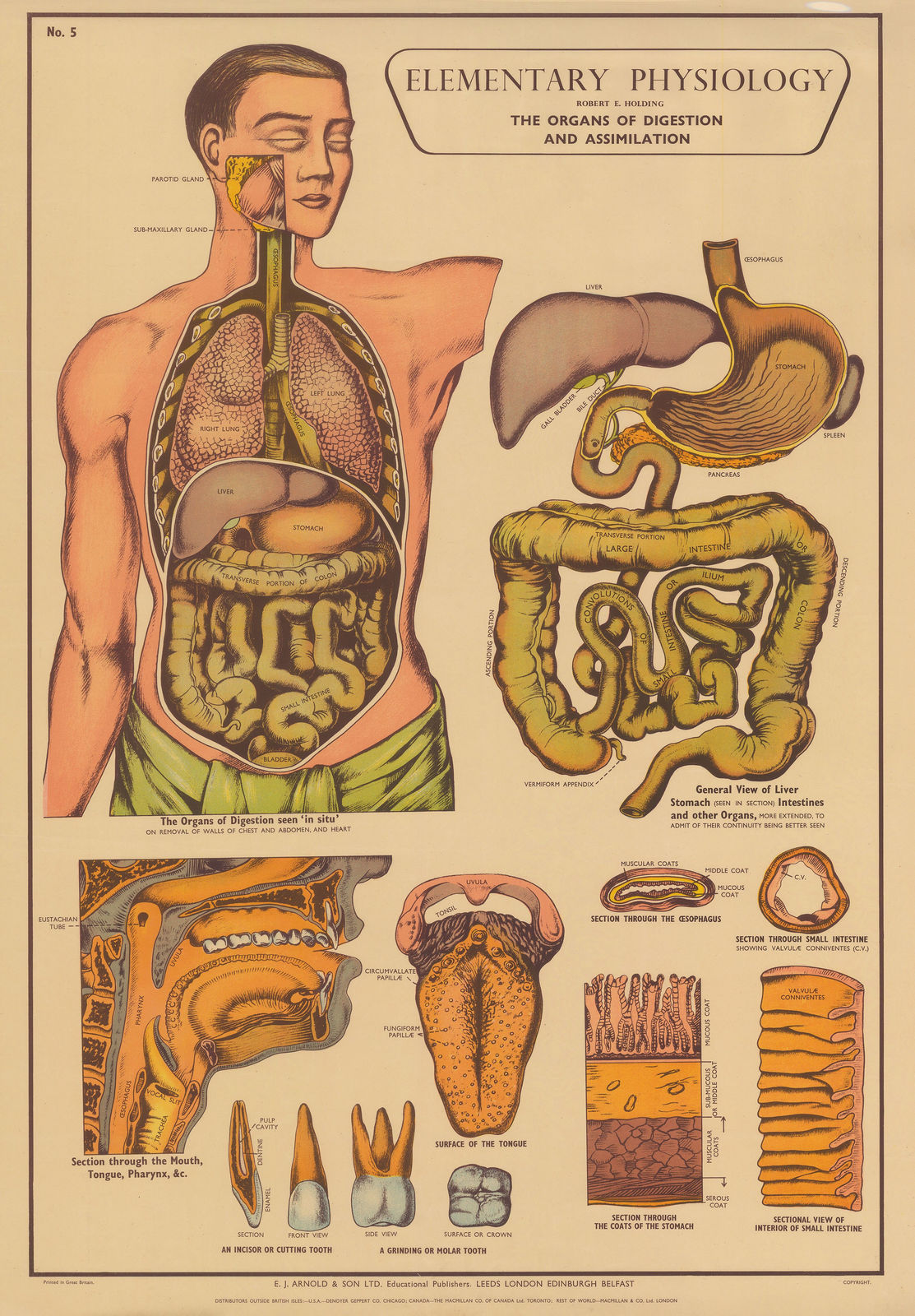 Robert Holding, Anatomy - Digestive System, 1929 c.