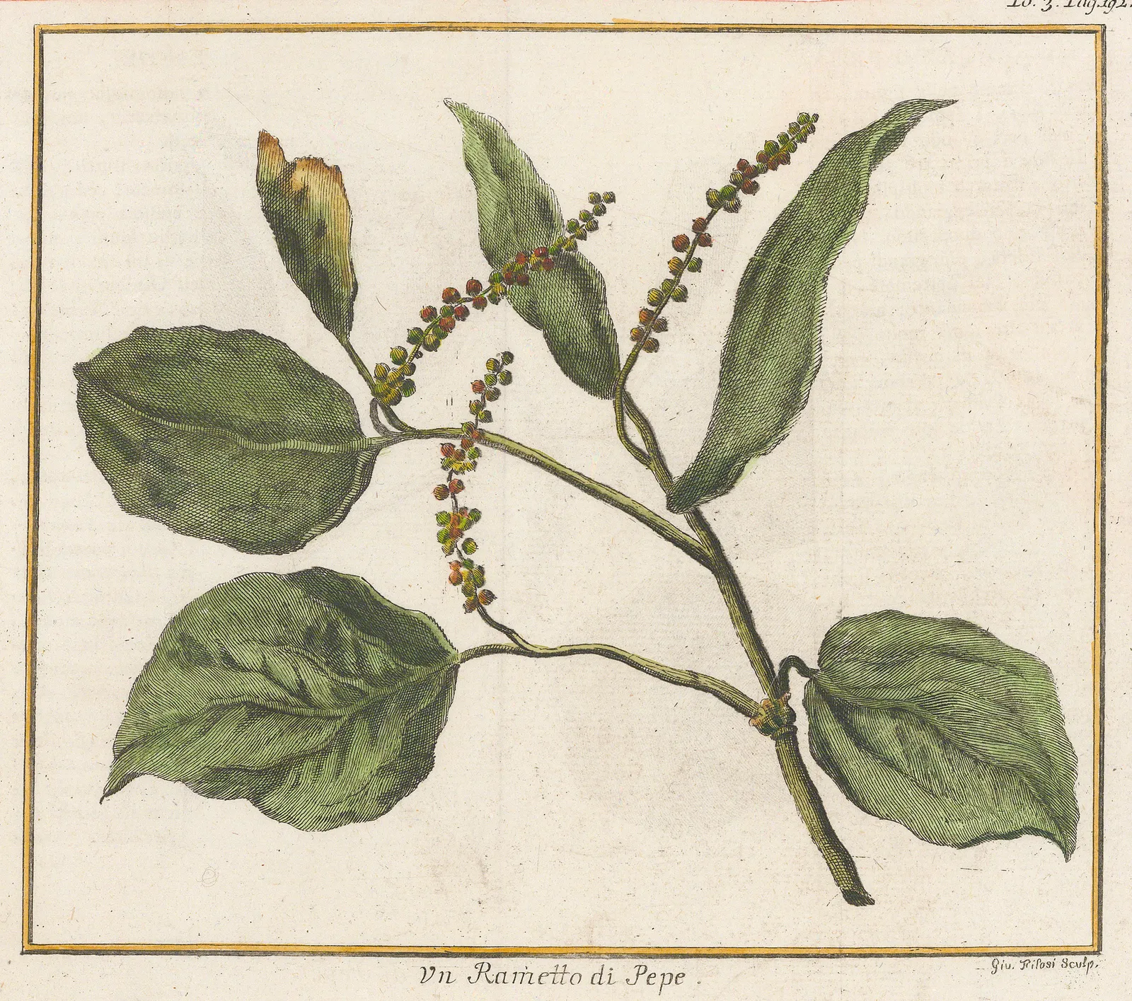Nicholas Bellin, Pepper, 1750 c.