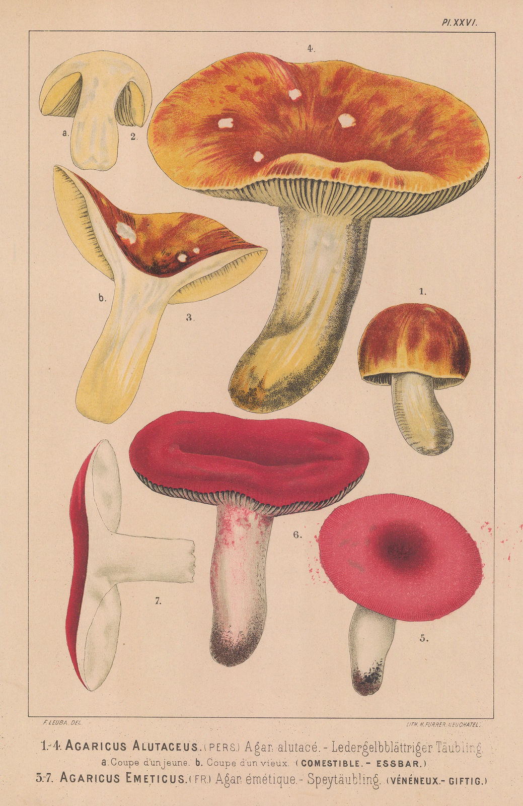 Fritz Leuba, Mushrooms - Russula, 1890