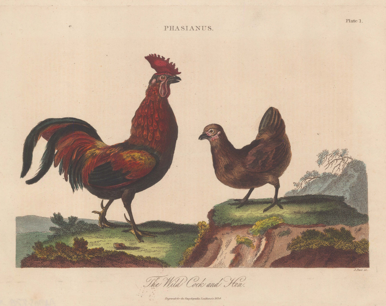 John Wilkes, Chickens - Wild Cock and Hen, 1825