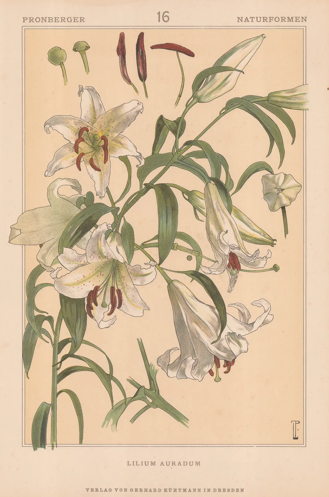 Ludwig Pronberger, Lily, 1890 c.