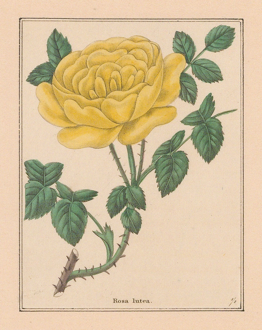 Benjamin Maund, Rambling Rose, 1832 c