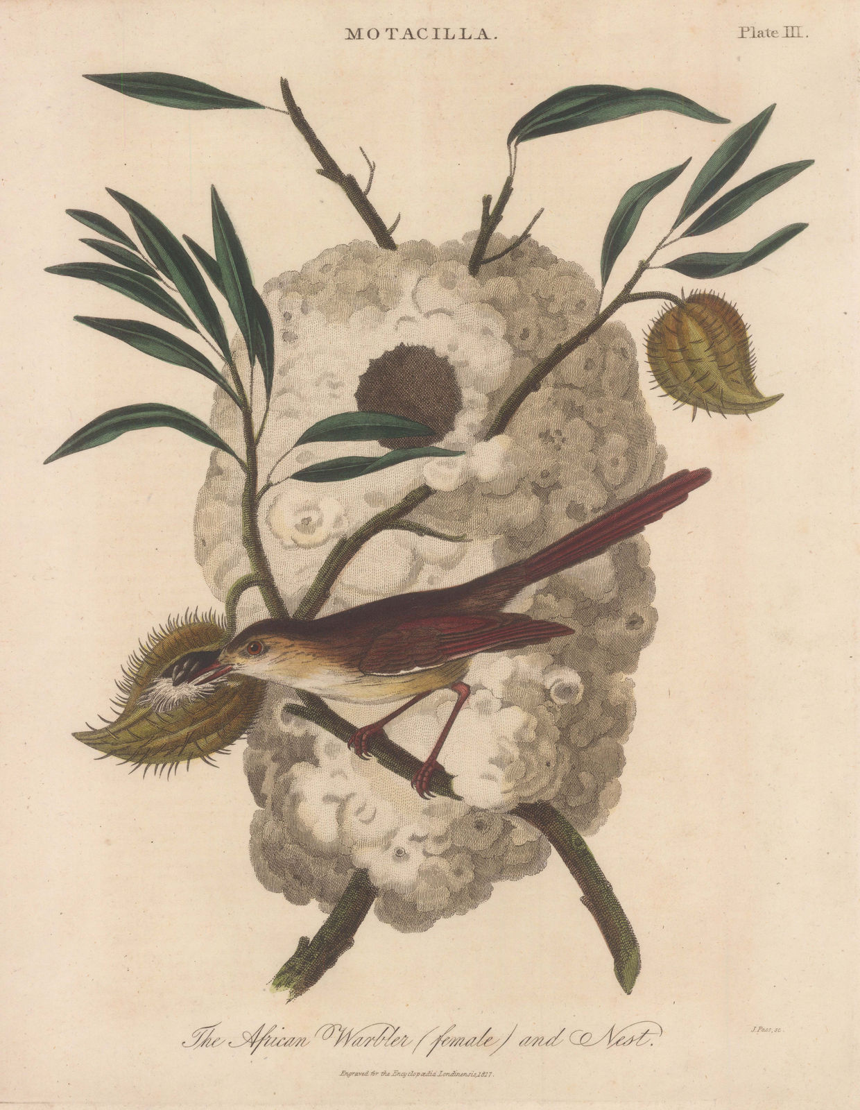 John Wilkes, Warbler - African Warbler, 1819