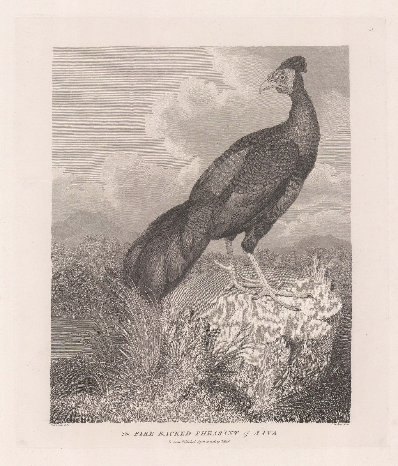 George Nicol, Pheasant - Crested Forest Pheasant, 1796
