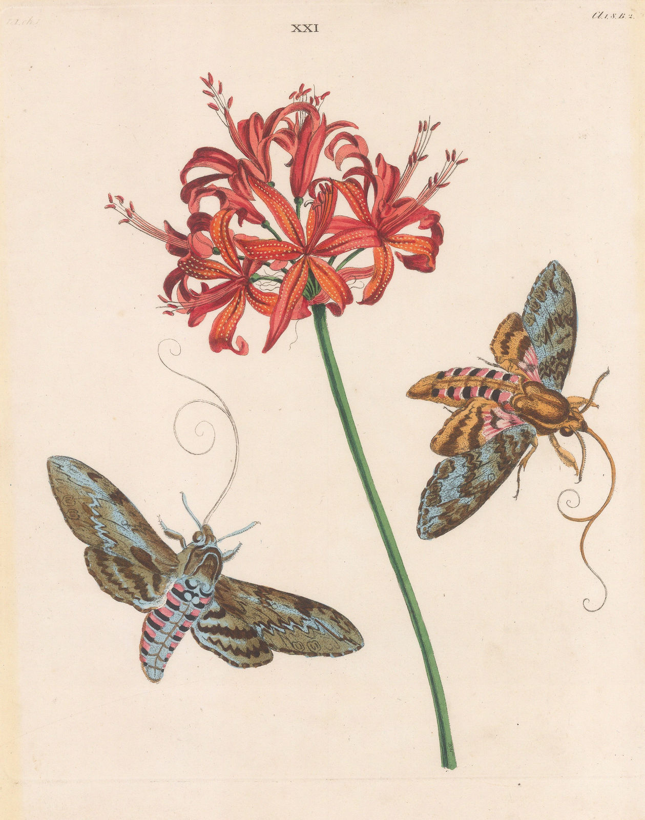 Benjamin Wilkes, Butterflies - Unicorn or Bindweed Hawk Moth, 1773