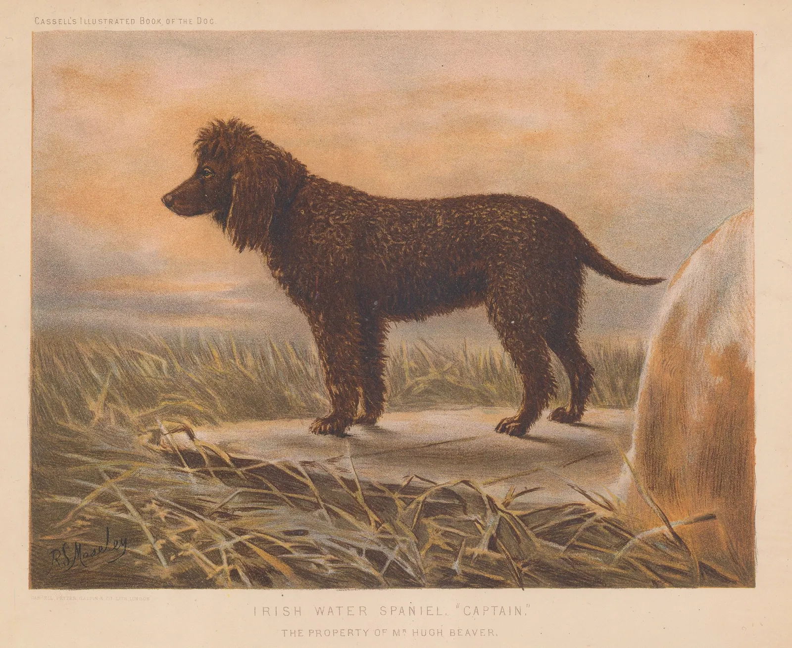 Cassell & Co., Shooting - Irish Water Spaniel, 1890 c.