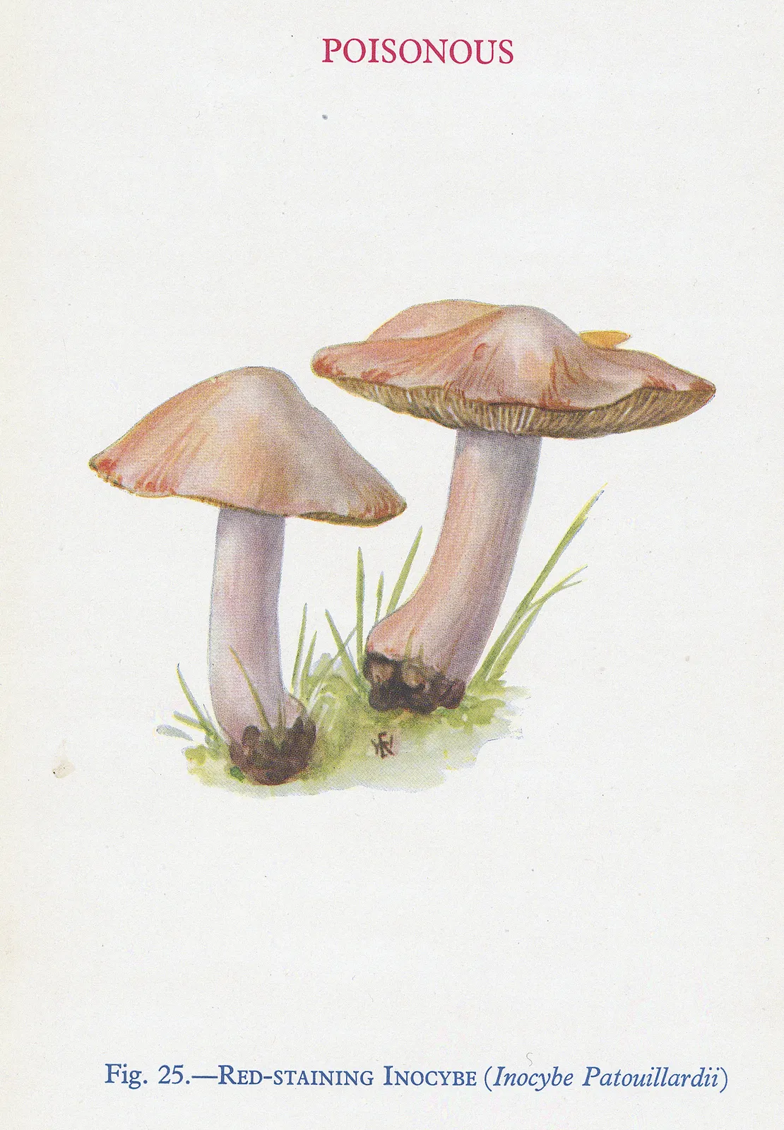 Thomas Formann, Mushrooms - Red-staining Inocybe, 1947