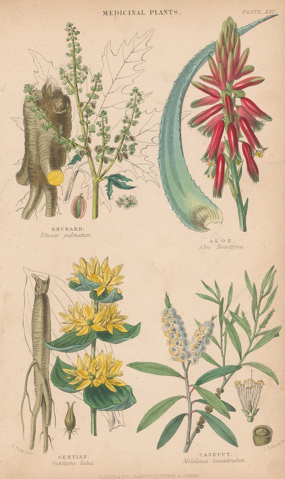 William Rhind, Medicinal Plants, 1855