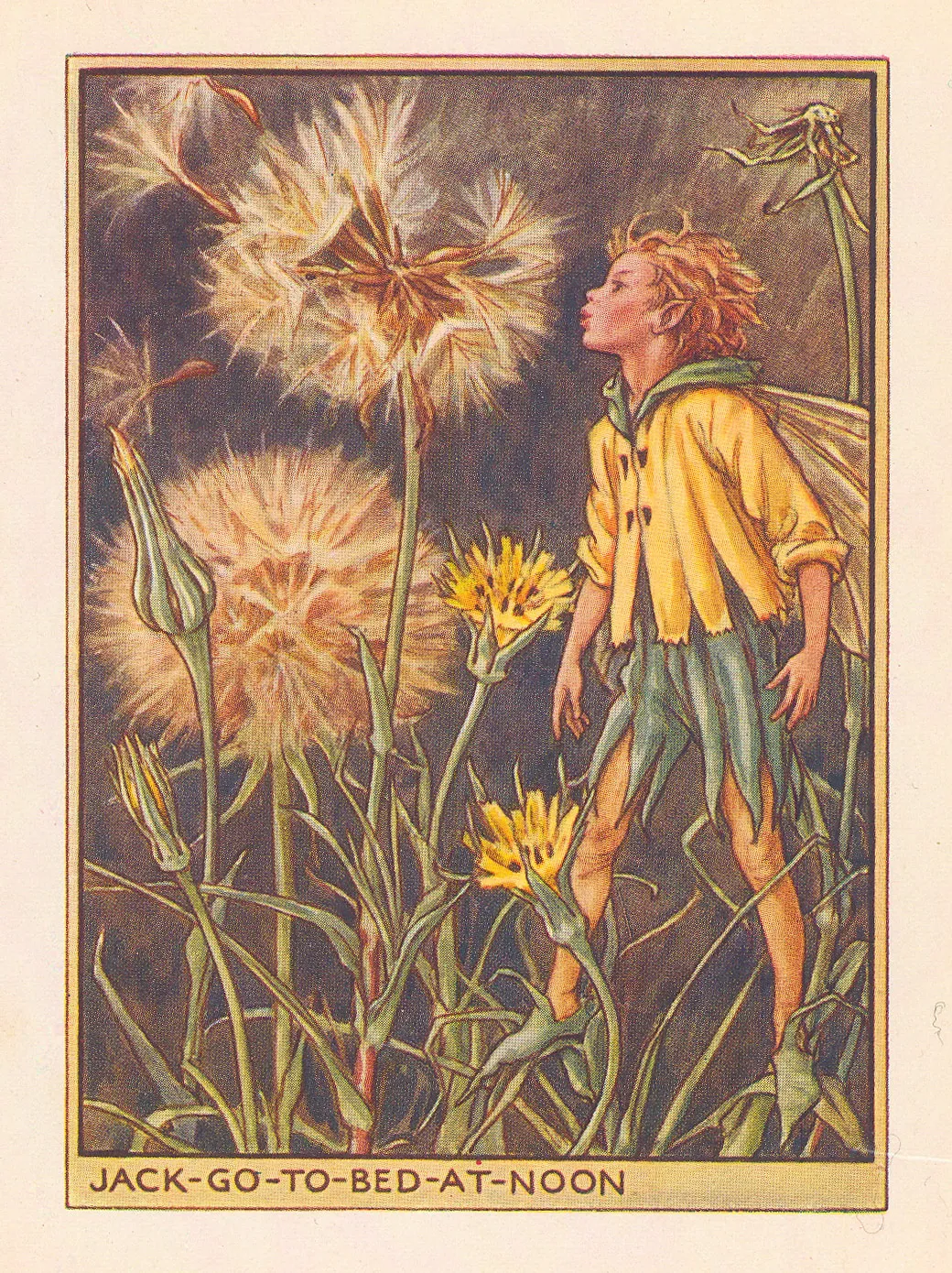 Cicely Mary Barker, Fairies - Jack-go-to-bed-at-Noon Fairy, 1948
