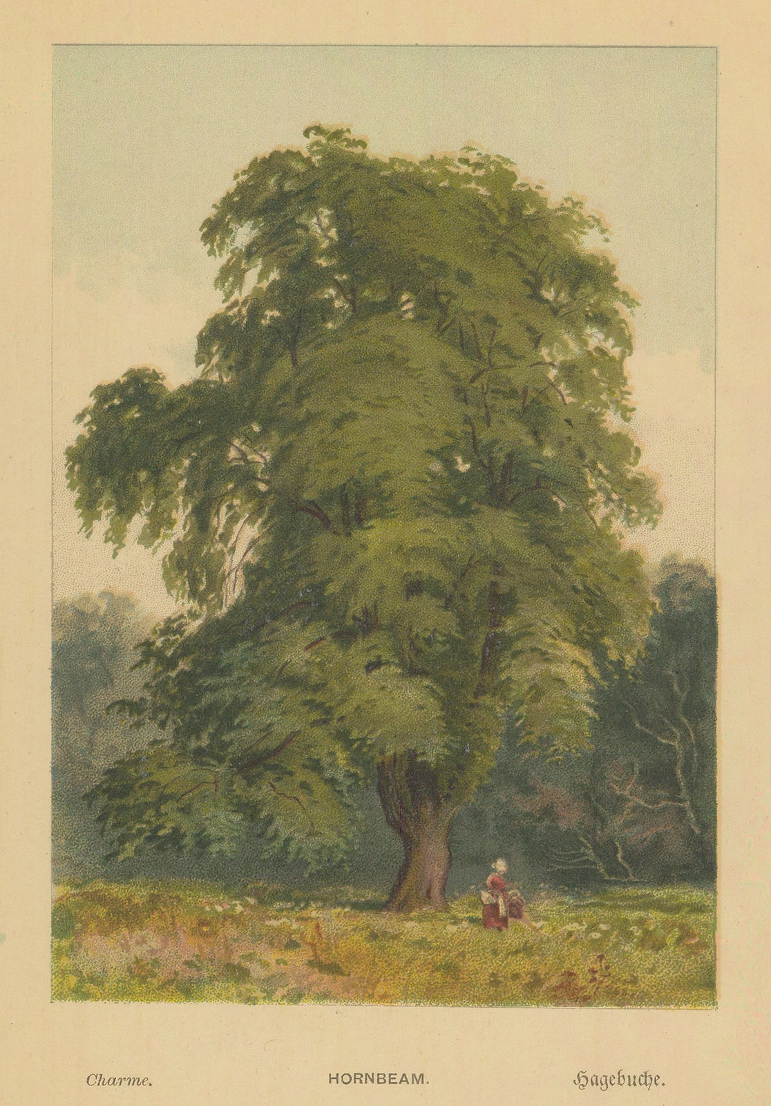 George Boulger, Hornbeam Tree, 1875