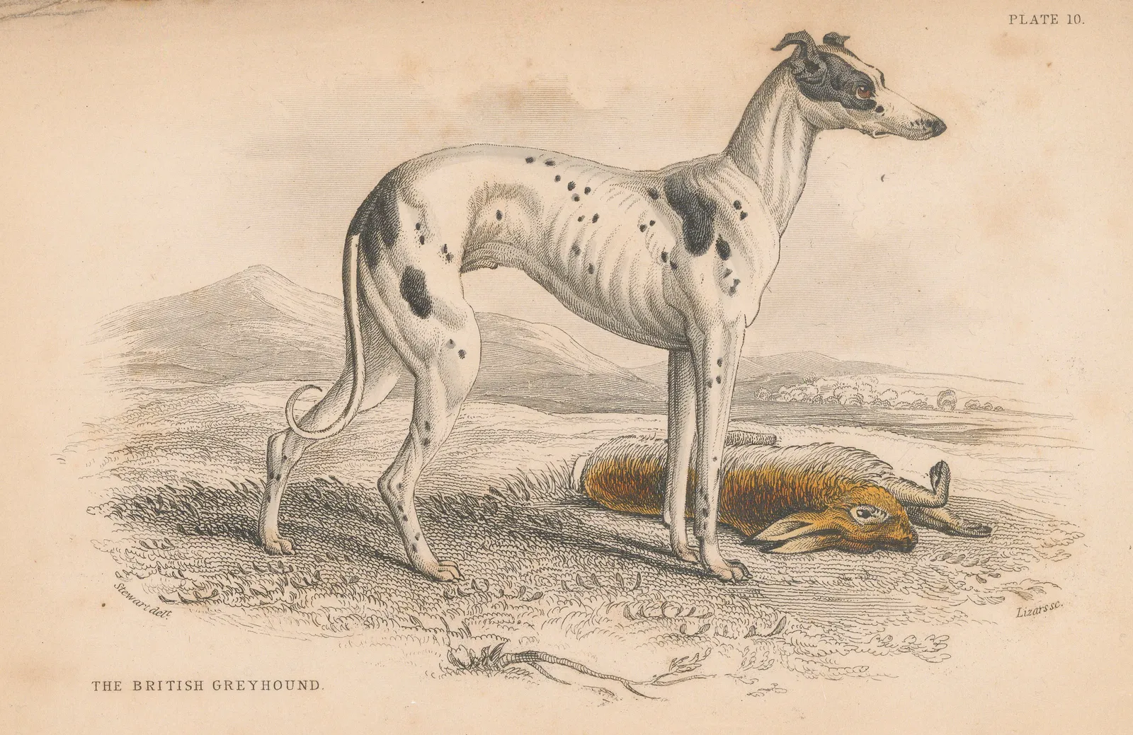 Sir William Jardine, Dog - Greyhound, 1840