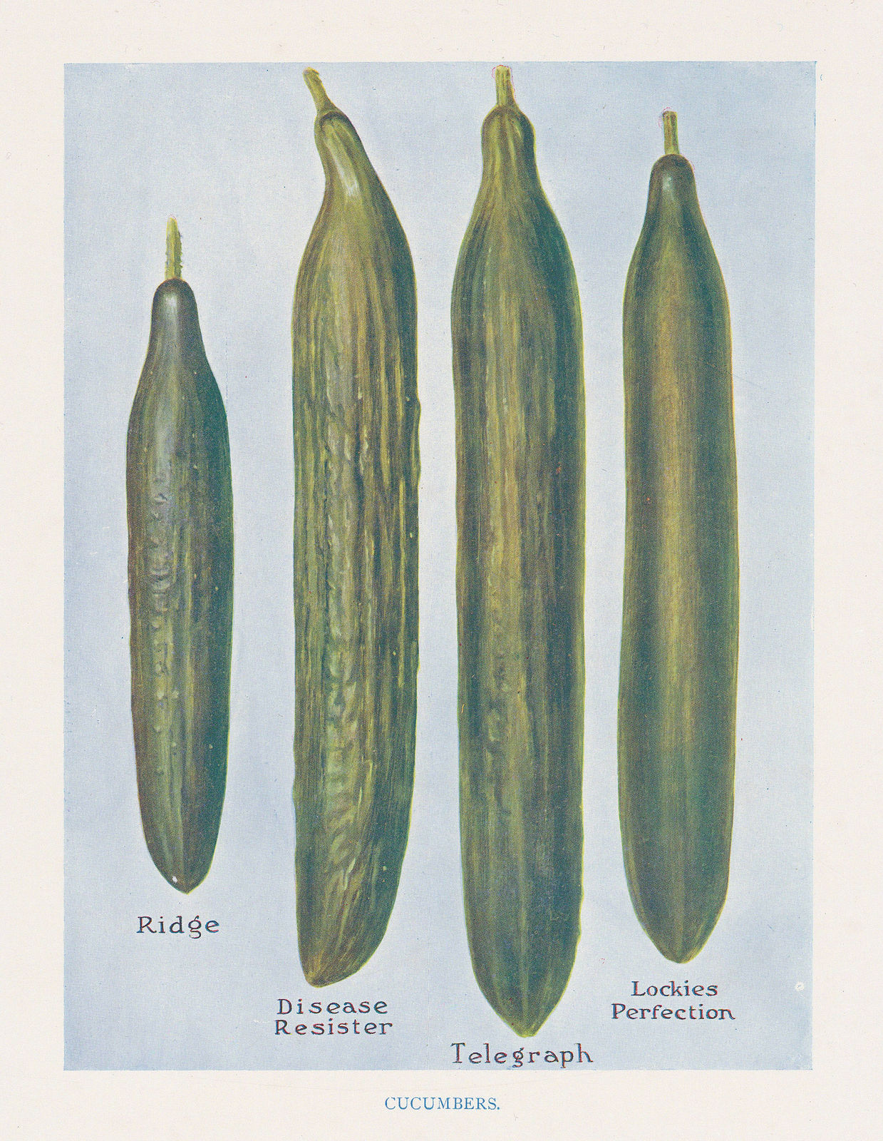 John Wright, Cucumbers, 1890 c.