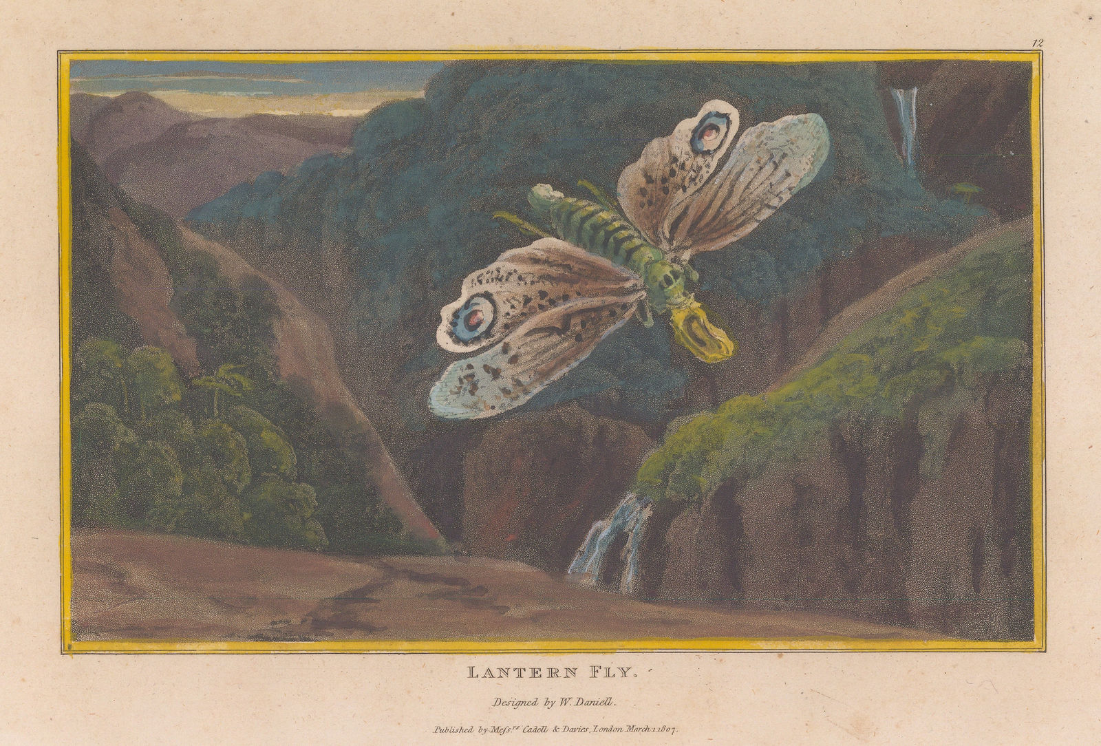 William Daniell, Insects - Lantern Fly, 1807