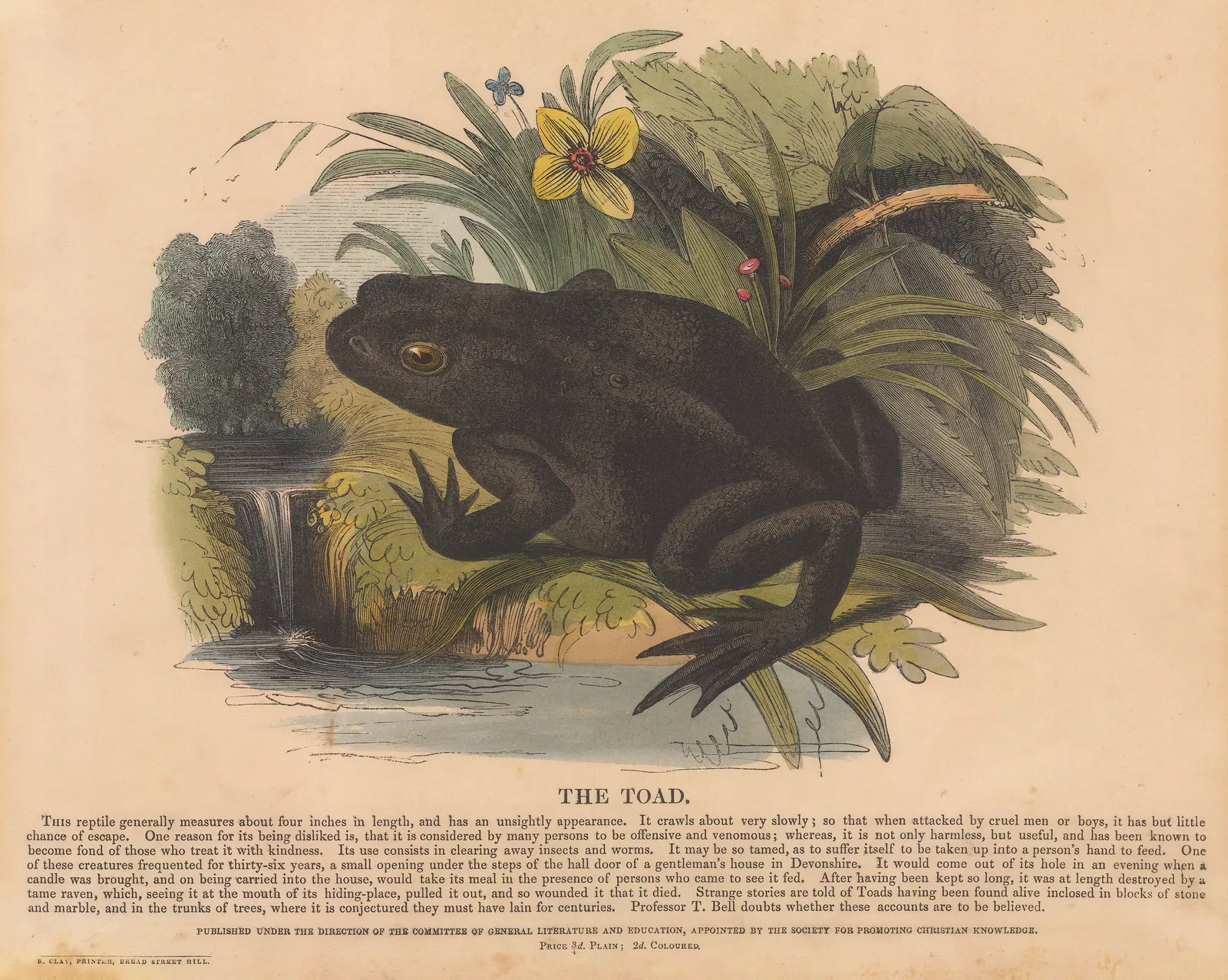 Society for Promoting Christian Knowledge (SPCK), Toad, 1860 c.
