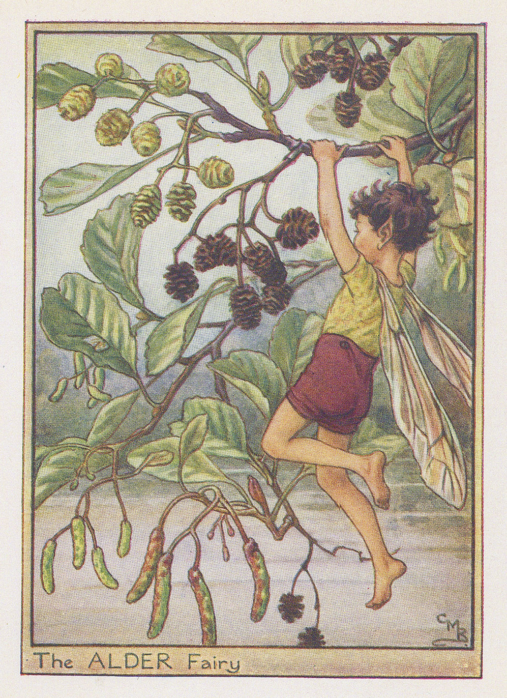 Cicely Mary Barker, Fairies - Alder Fairy, 1940