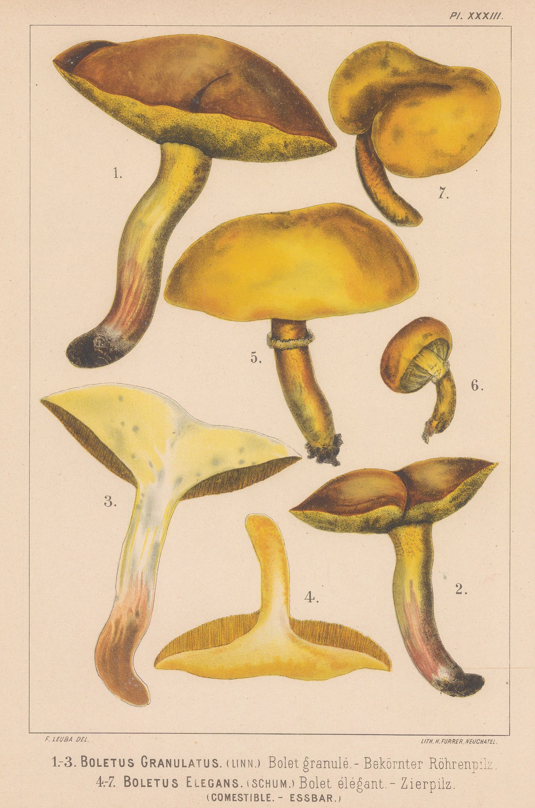 Fritz Leuba, Mushrooms - Weeping and Greville's Bolete, 1890