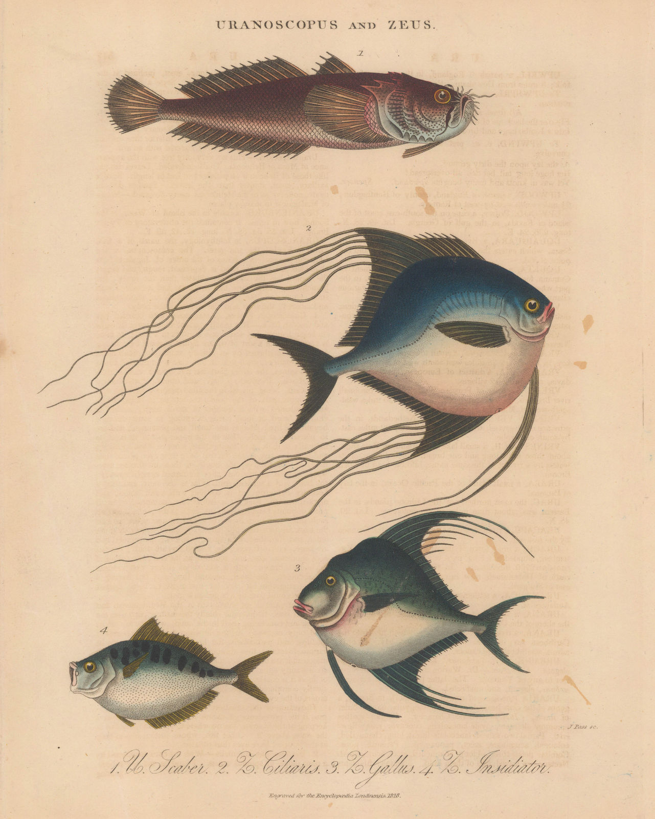 John Wilkes, Stargazer, Pompano, Lookdown, Ponyfish, 1829
