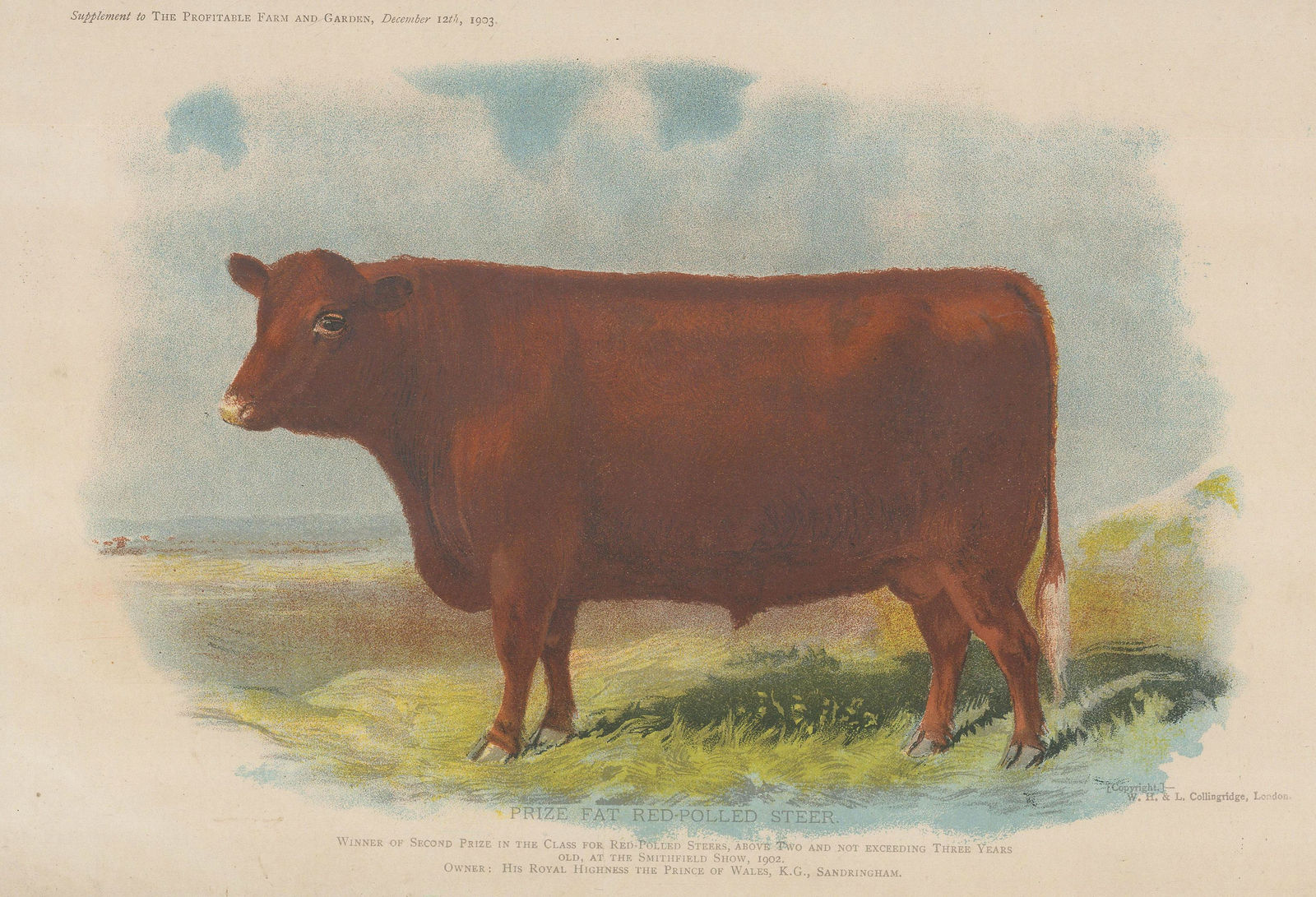 W.H. & L. Collingridge, Cattle - Red Poll Bull, 1903