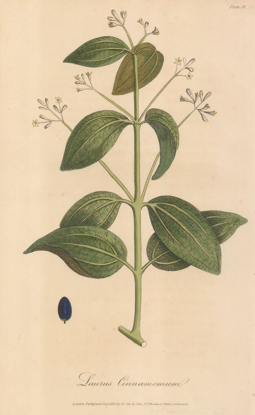 E. Cox & Son, Cinnamon tree, 1821