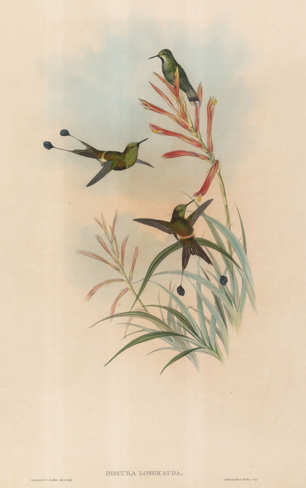 John Gould, Hummingbird - Racket-Tail Hummingbird, 1861