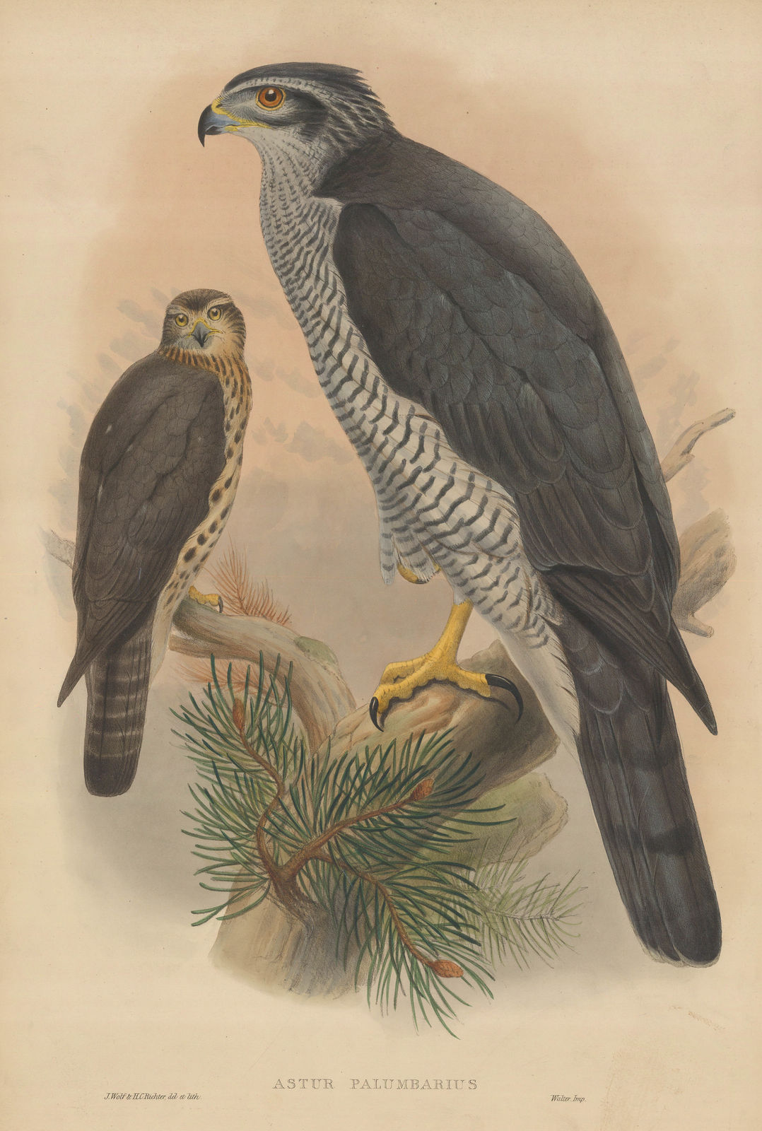 John Gould, Hawk - Eurasian Goshawk, 1873 c.