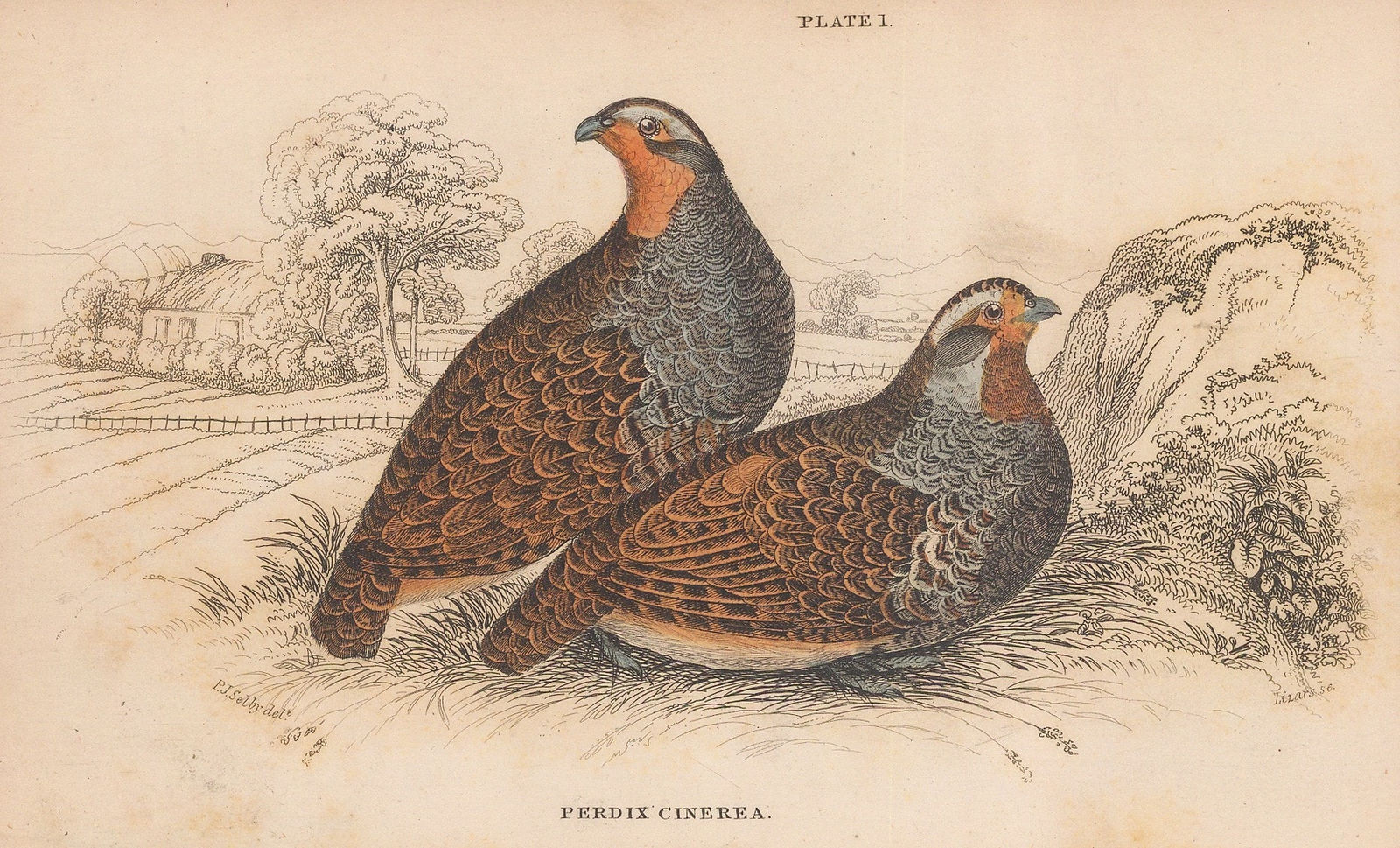 Sir William Jardine, Shooting - Partridge, 1843