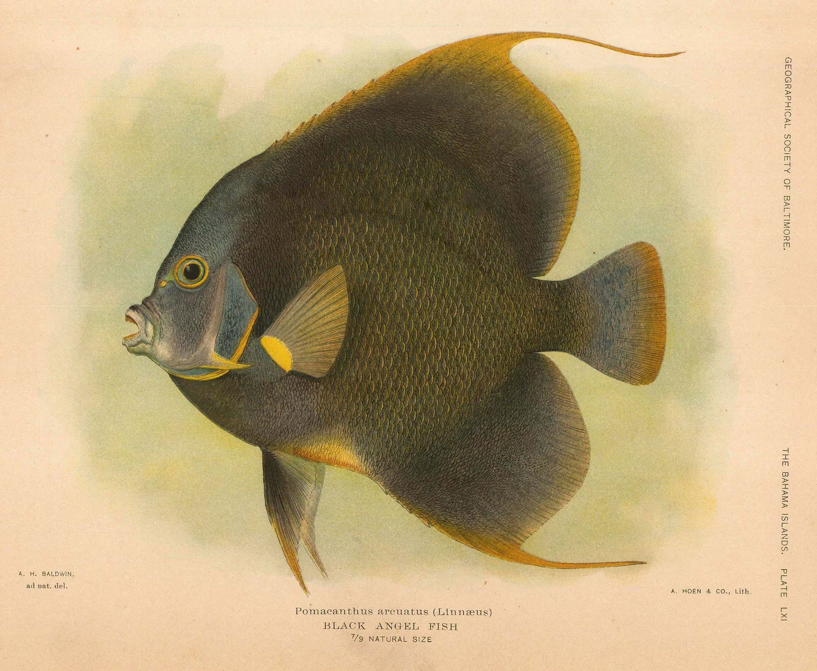 A. Hoen & Company, Bahamas - Black Angel Fish, 1905