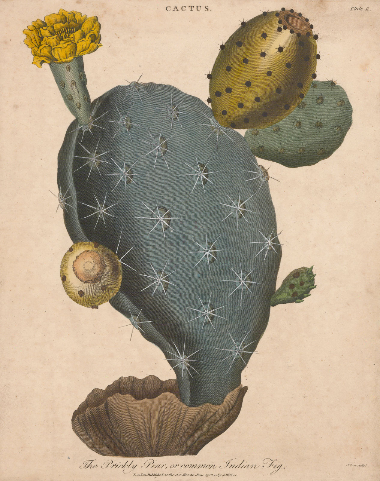 John Wilkes, Cactus - Prickly Pear, 1829 c.