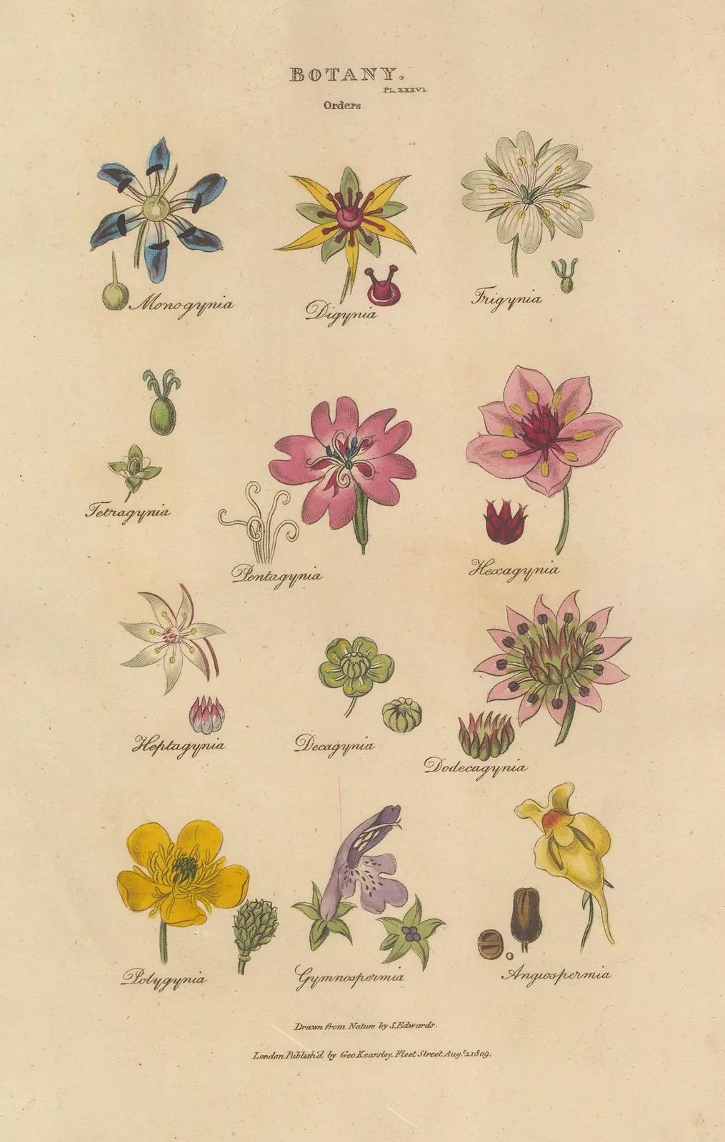 John Good, Botany - Flowering Plants, 1813