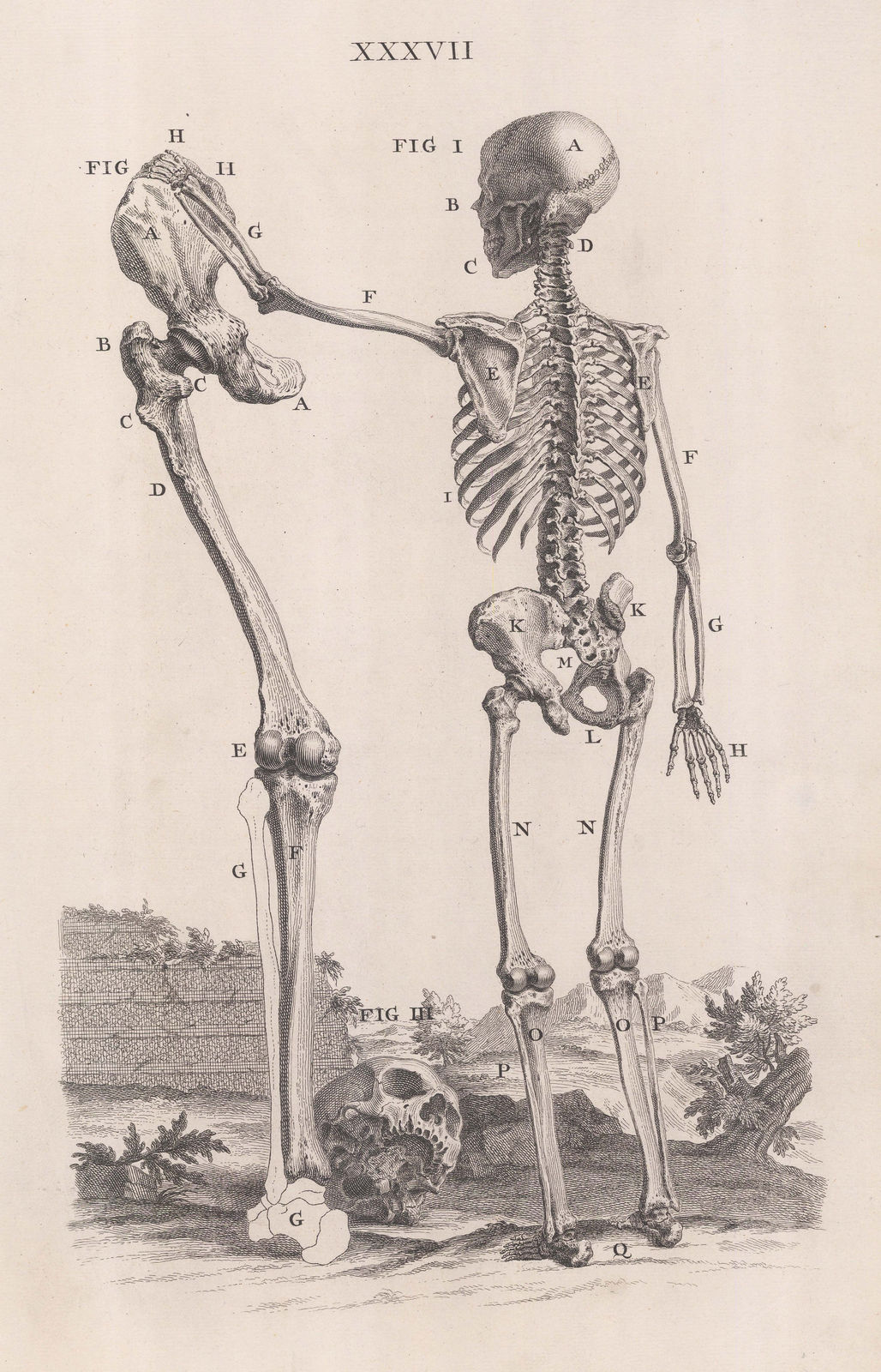 William Cheselden, Anatomy - Skeleton, 1733