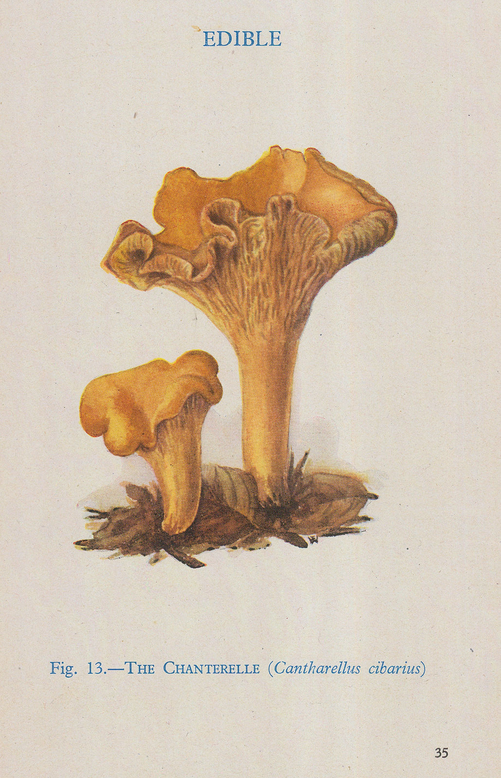 Thomas Formann, Mushrooms - Chanterelle, 1947