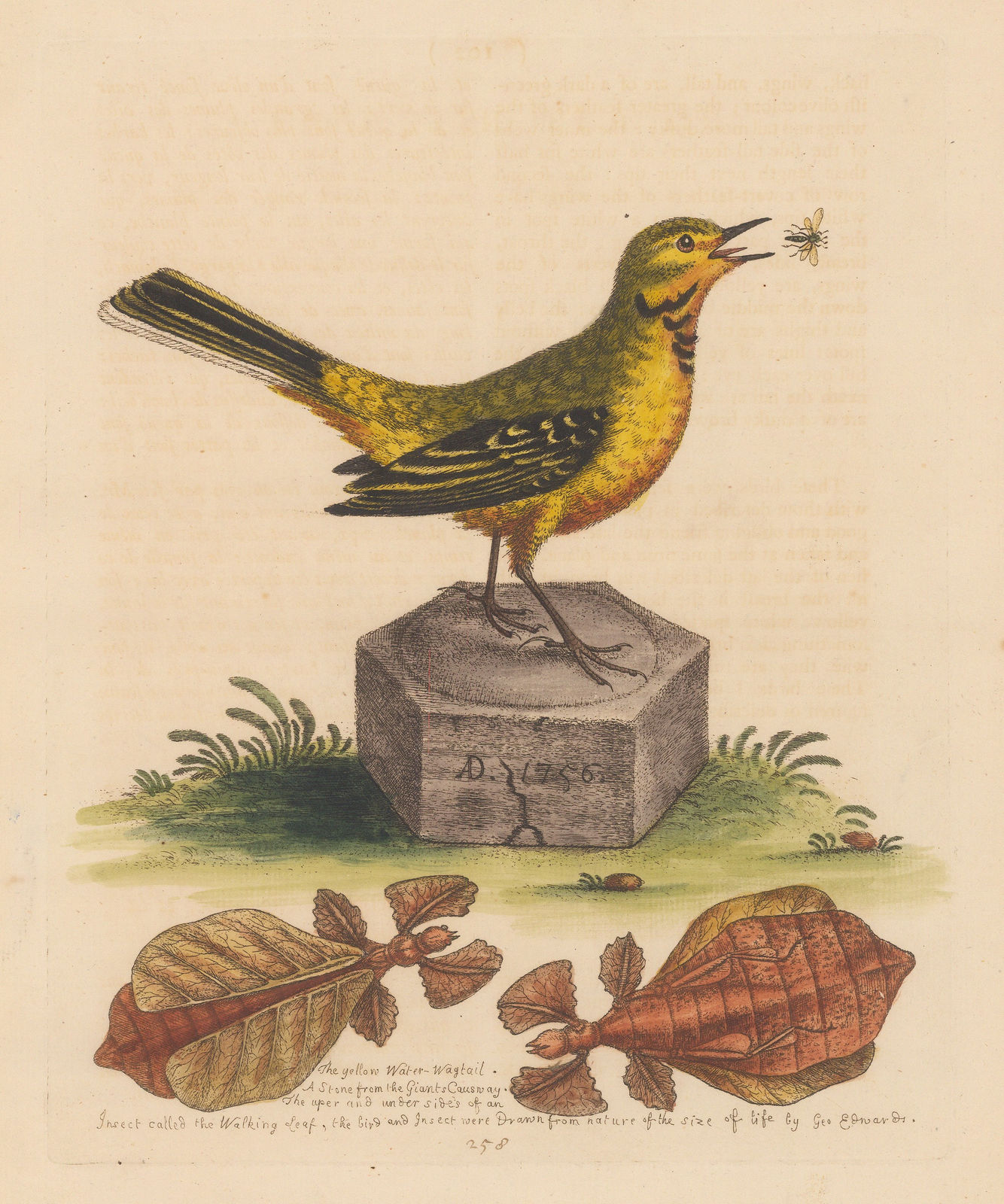 George Edwards, Wagtail - Yellow Water Wagtail and Walking Leaf Insect, 1758