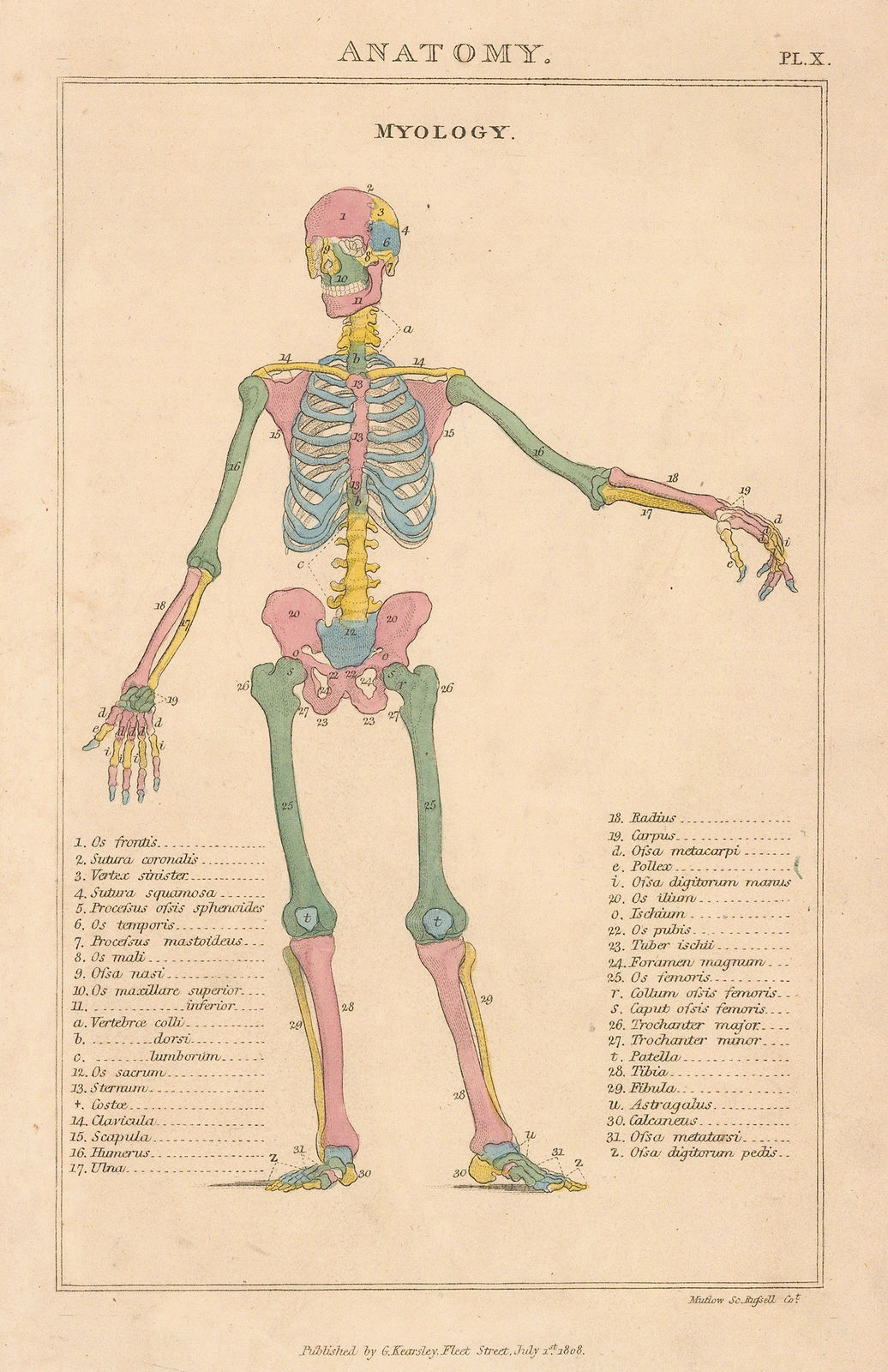 John Good, Anatomy - Osteology, 1813