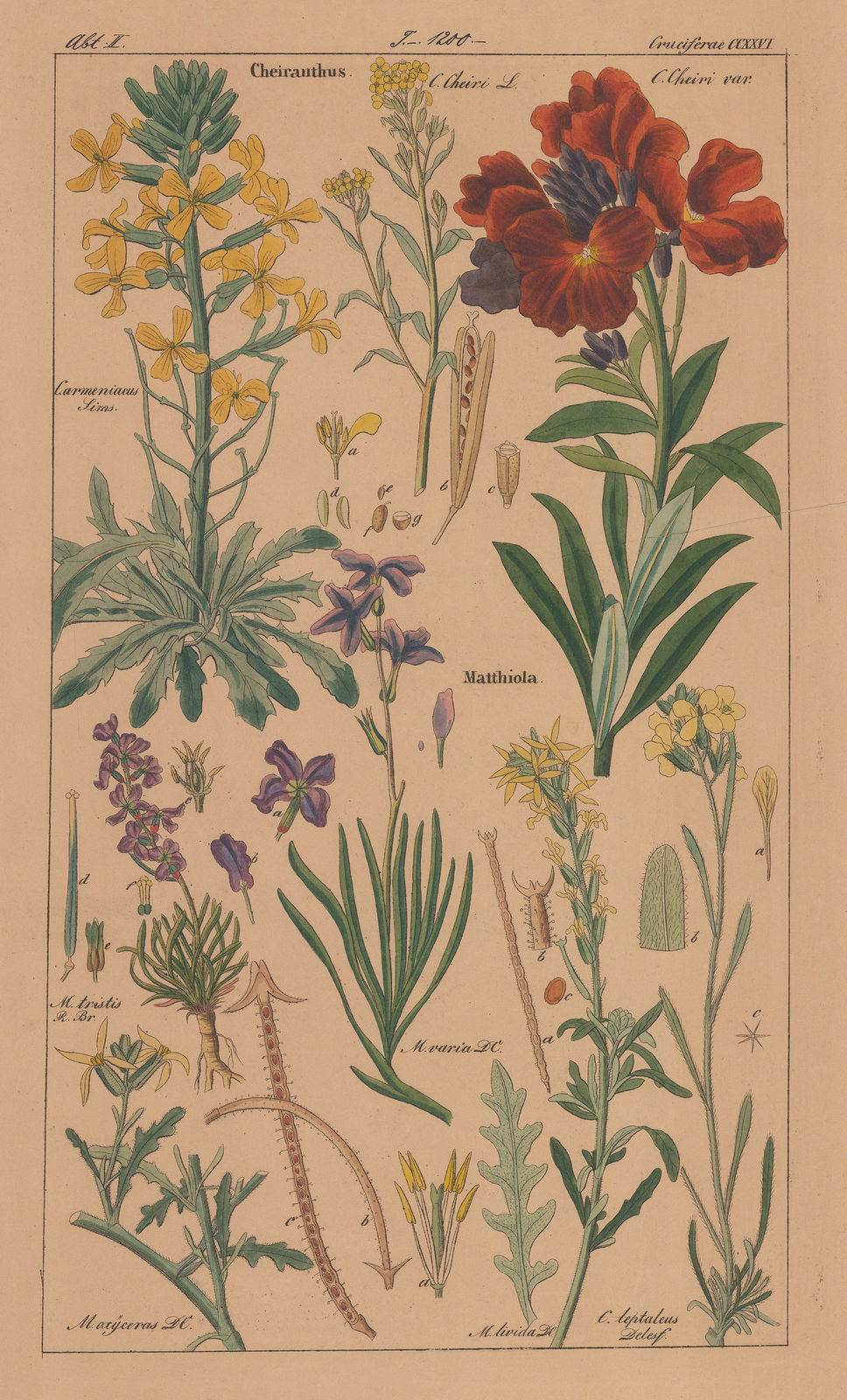 David Dietrich, Cruciferae, 1835