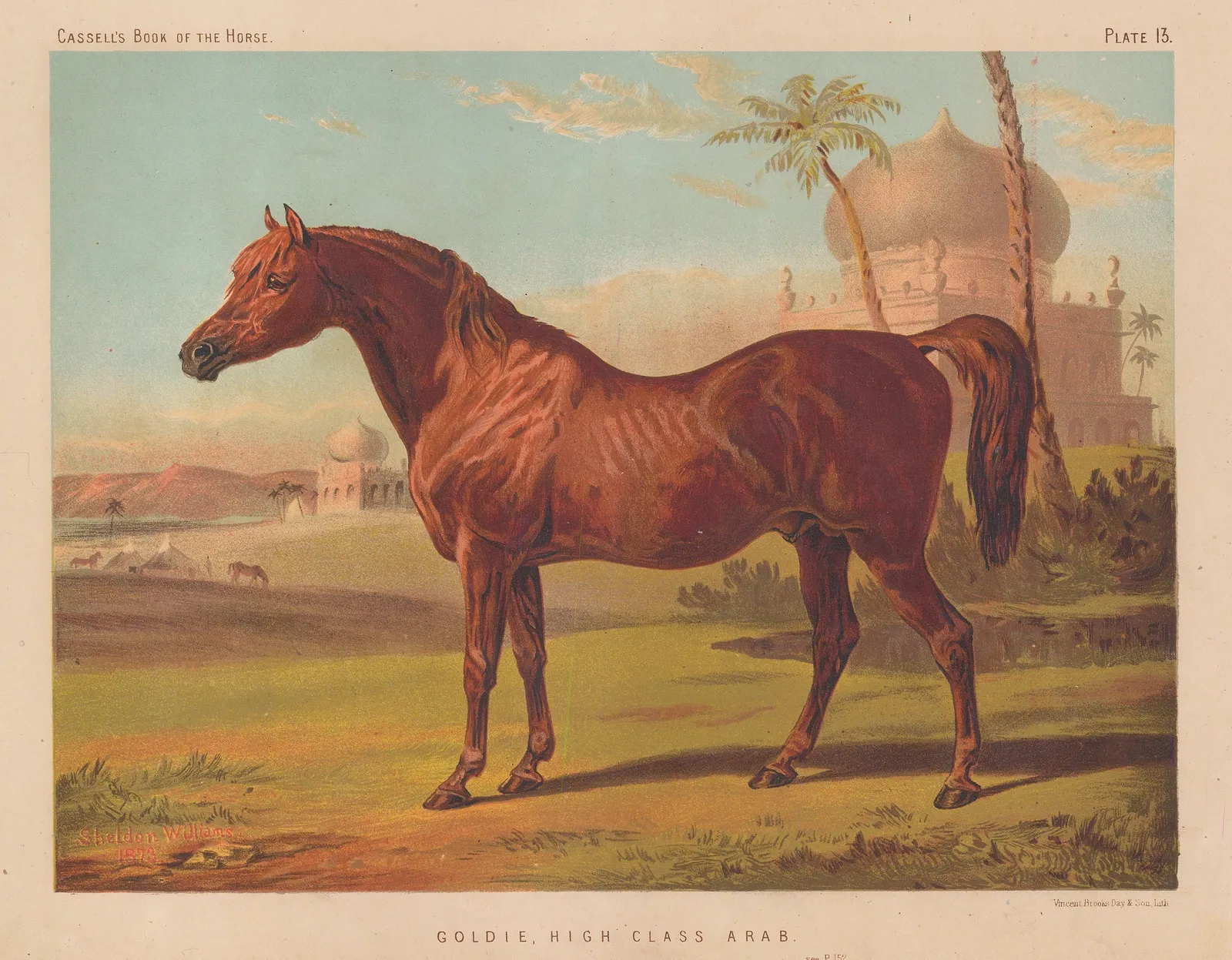 Cassell, Petter & Galpin, Horses - Arabian, 1877 c.