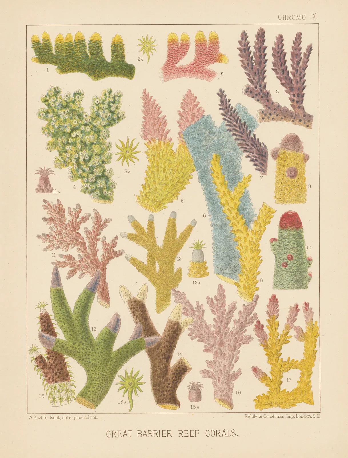 William Saville-Kent, Great Barrier Reef - Corals, 1893