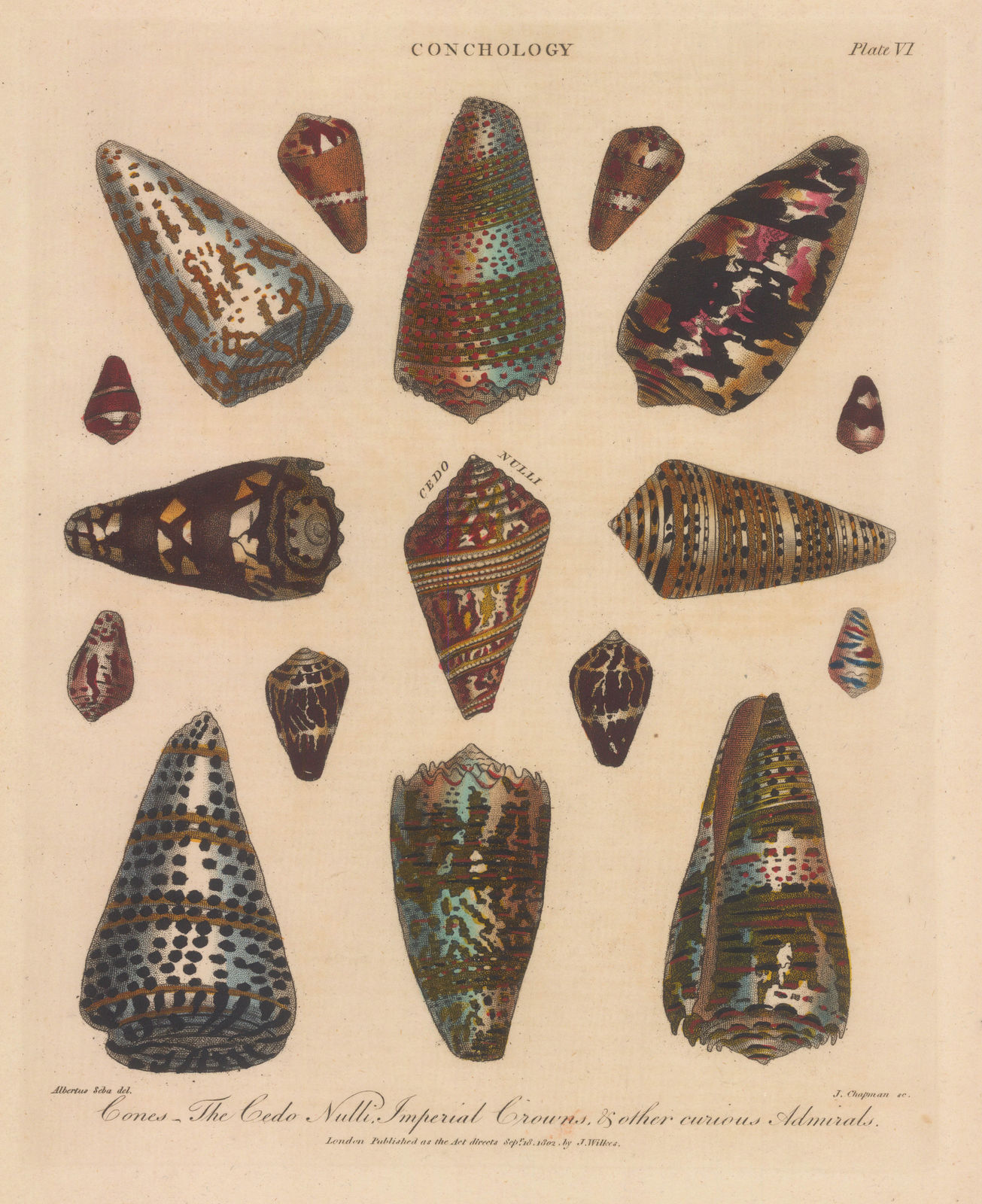 John Wilkes, Shells - Volutes, 1810