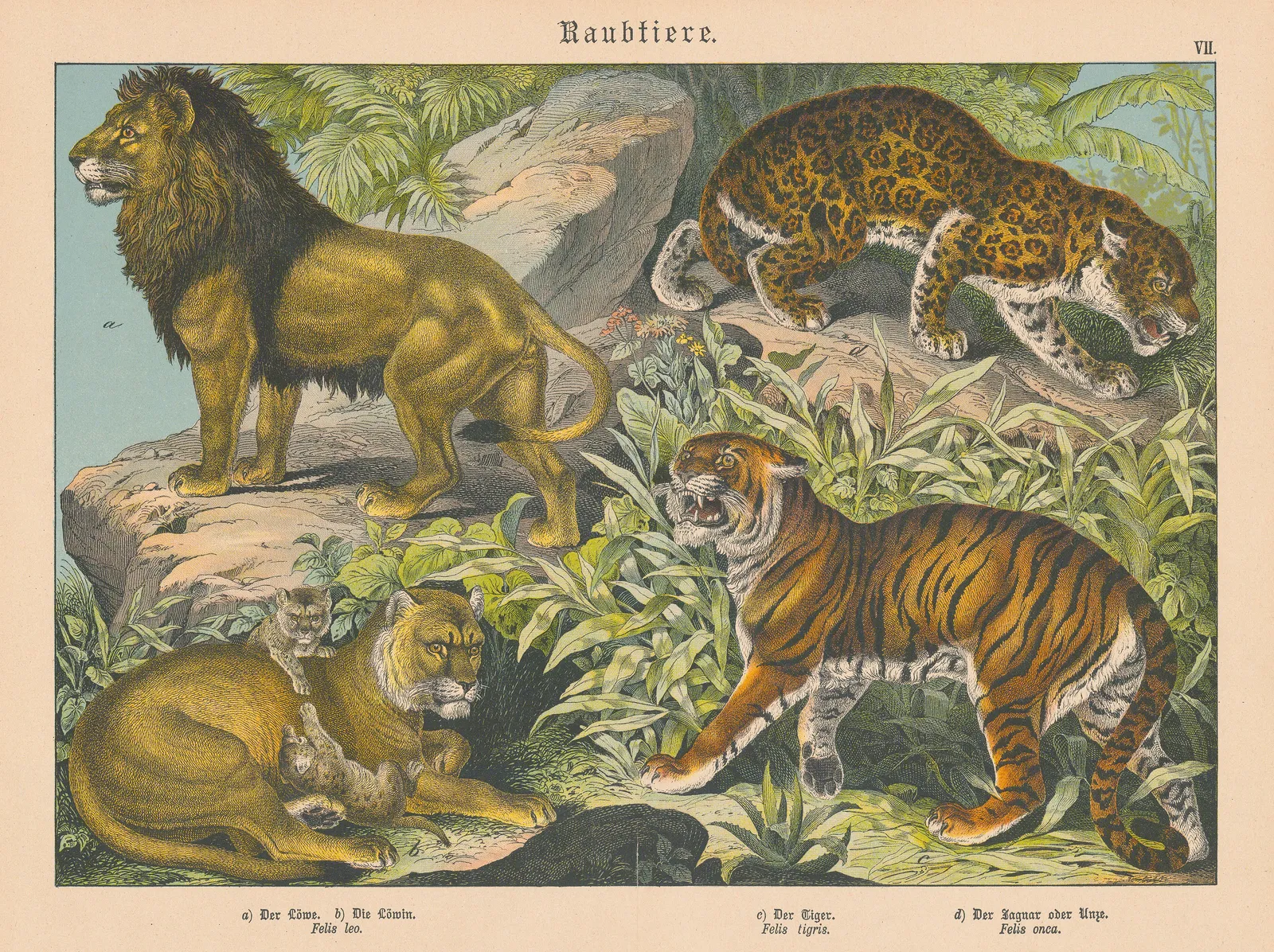 Gotthilf von Schubert, Lions, Tiger and Jaguar, 1890