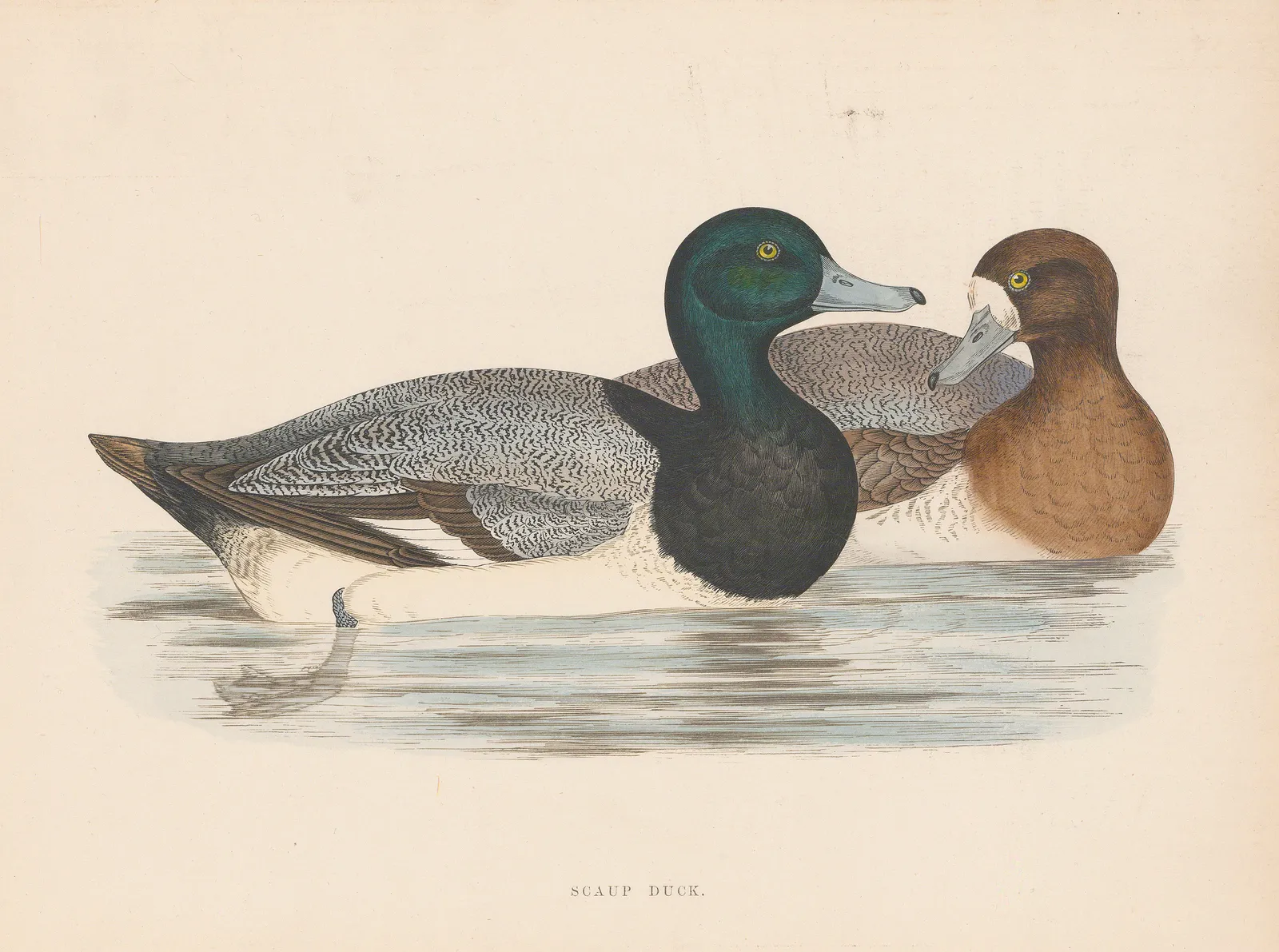 Beverly Morris, Duck - Scaup Duck (Bluebill), 1869